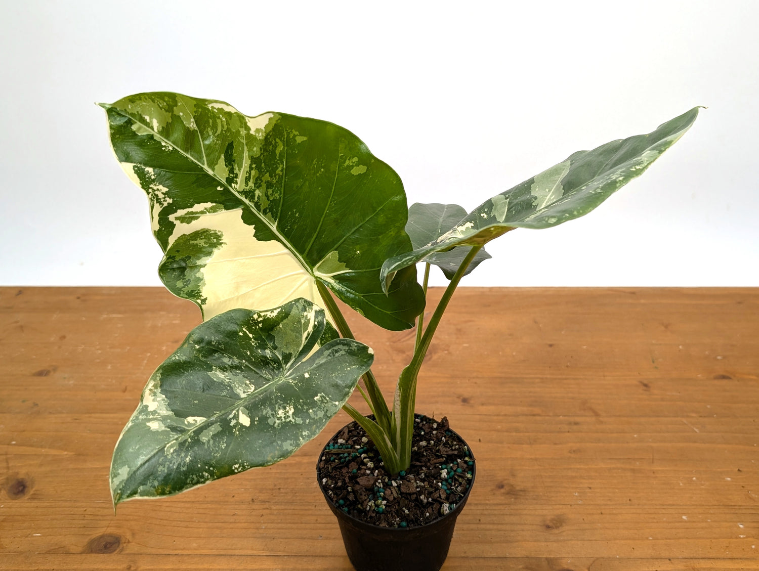 Alocasia Macrorrhiza Variegated