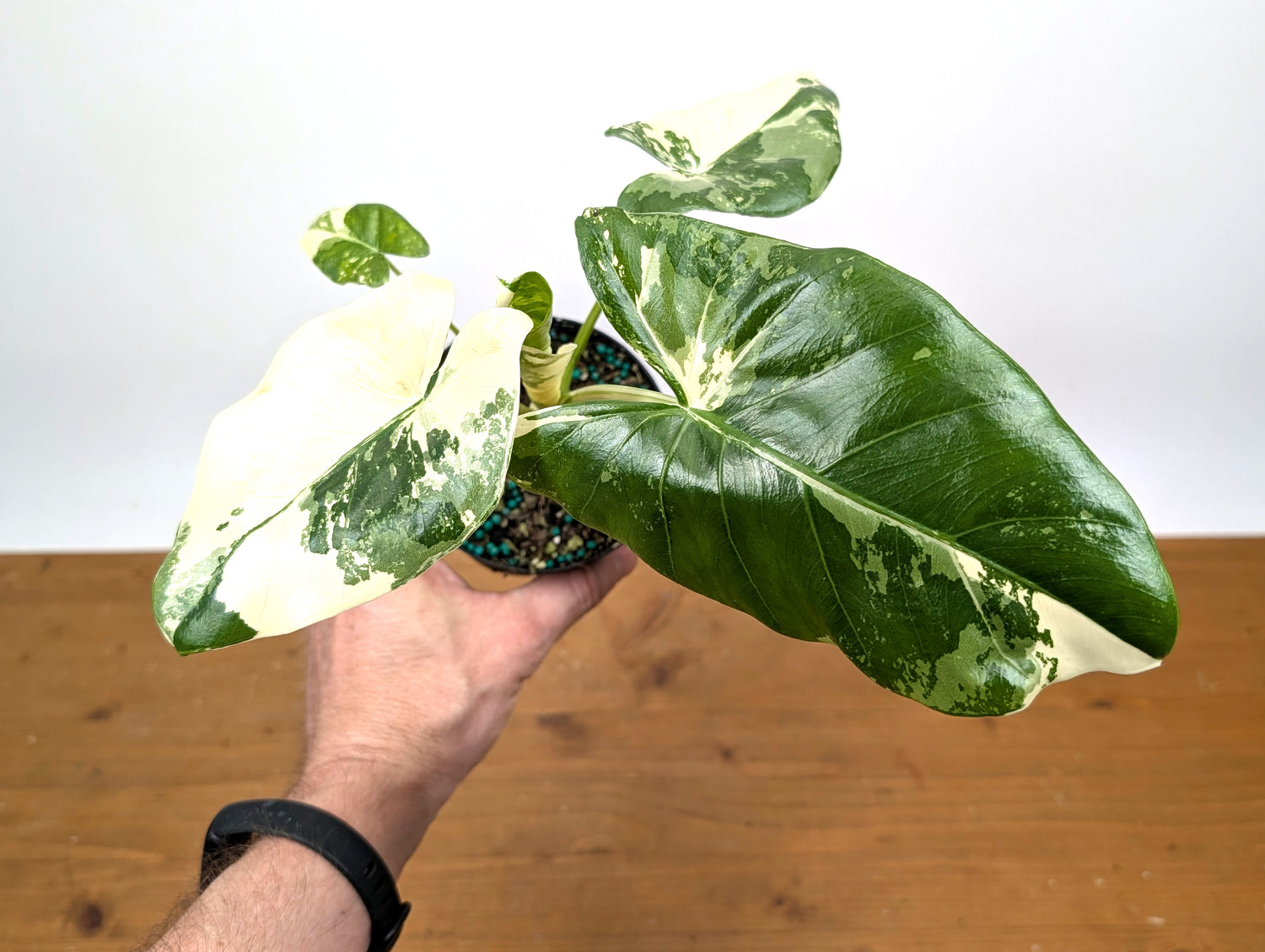 Alocasia Macrorrhiza Variegated