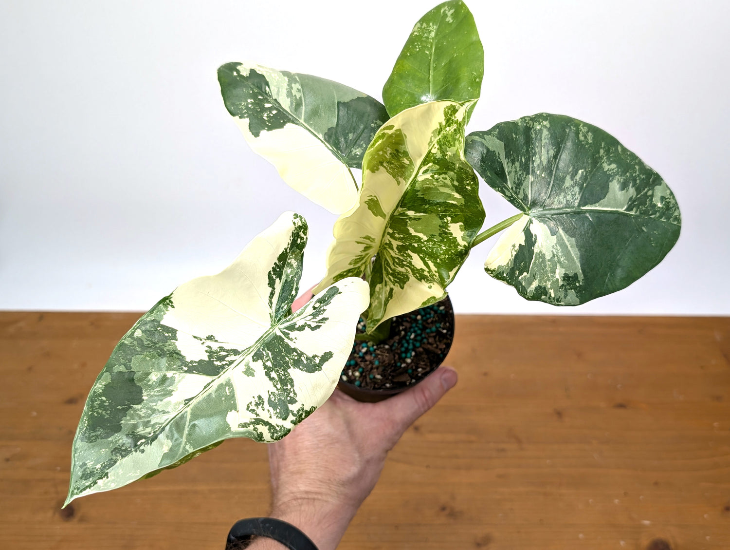 Alocasia Macrorrhiza Variegated
