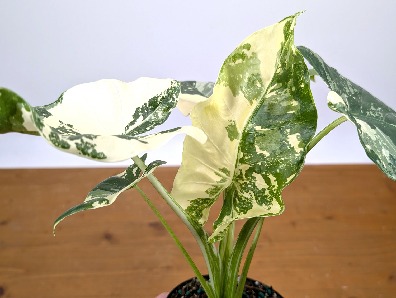 Alocasia Macrorrhiza Variegated
