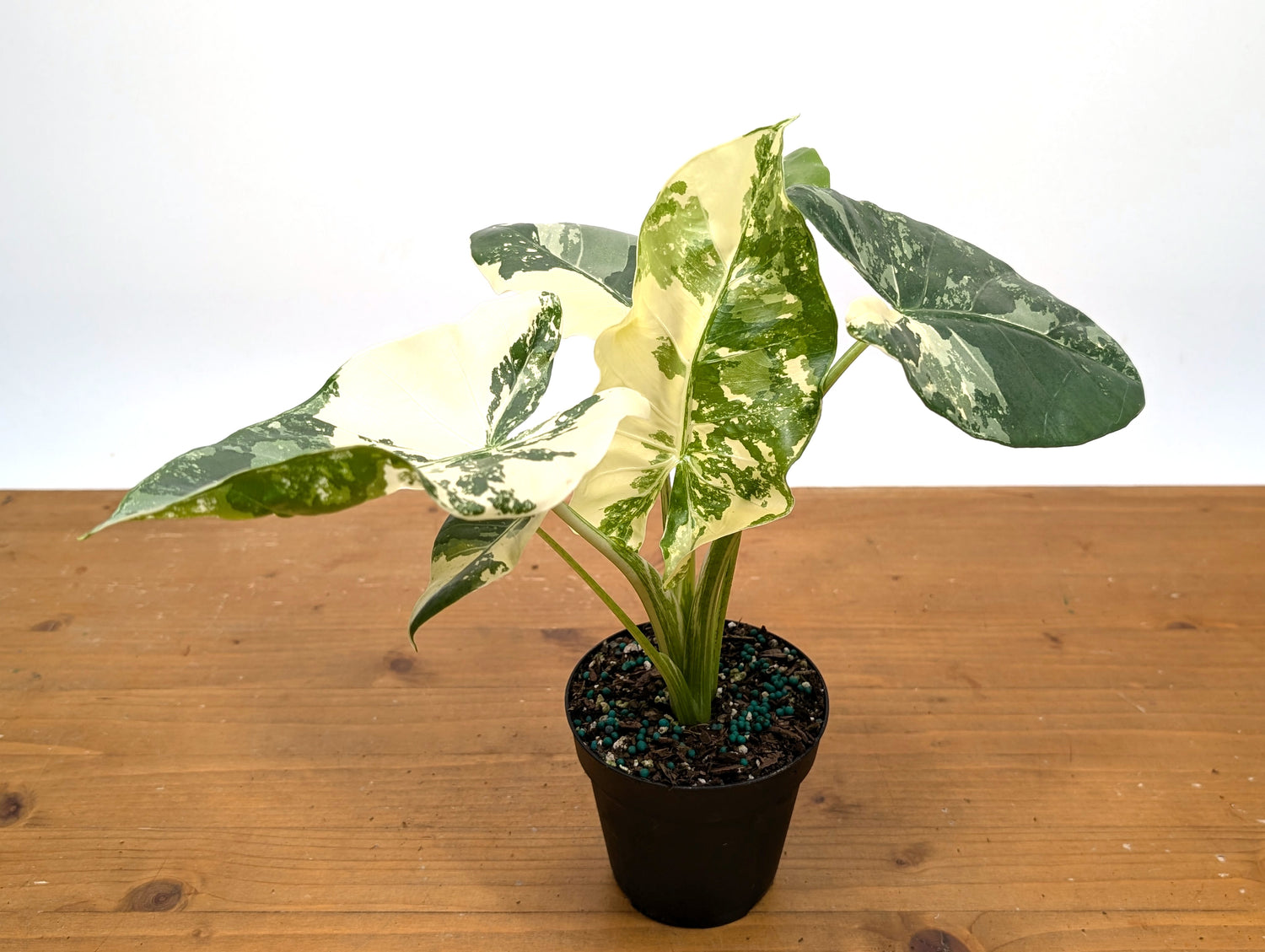 Alocasia Macrorrhiza Variegated