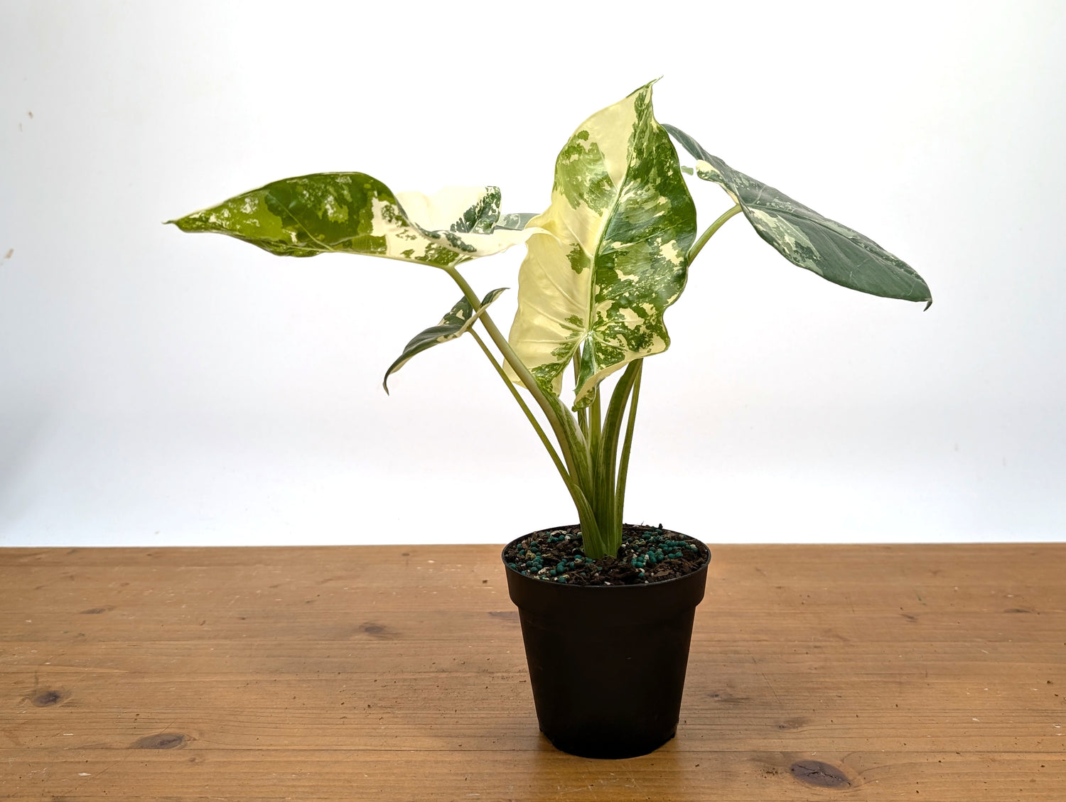 Alocasia Macrorrhiza Variegated