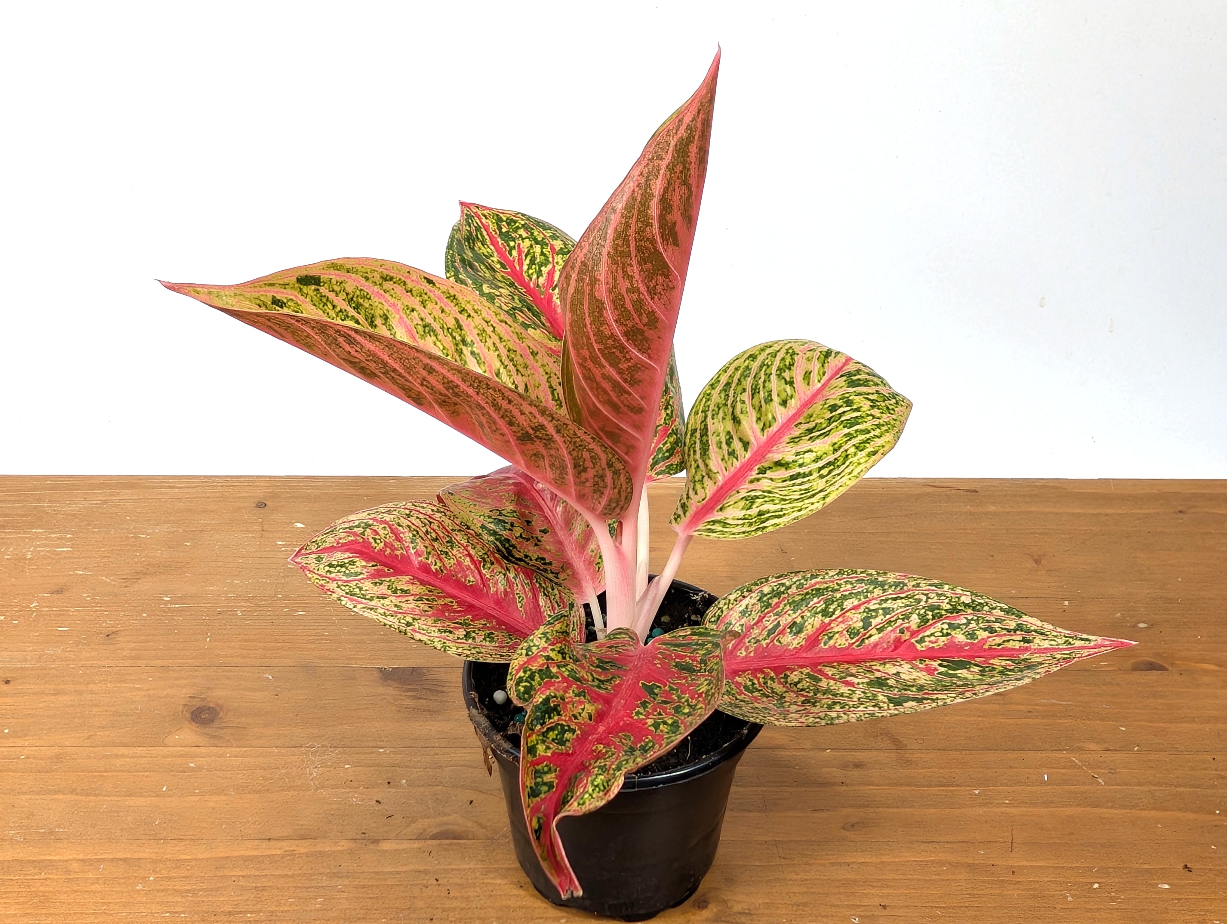 aglaonema red panama Aglaonema Red Panama