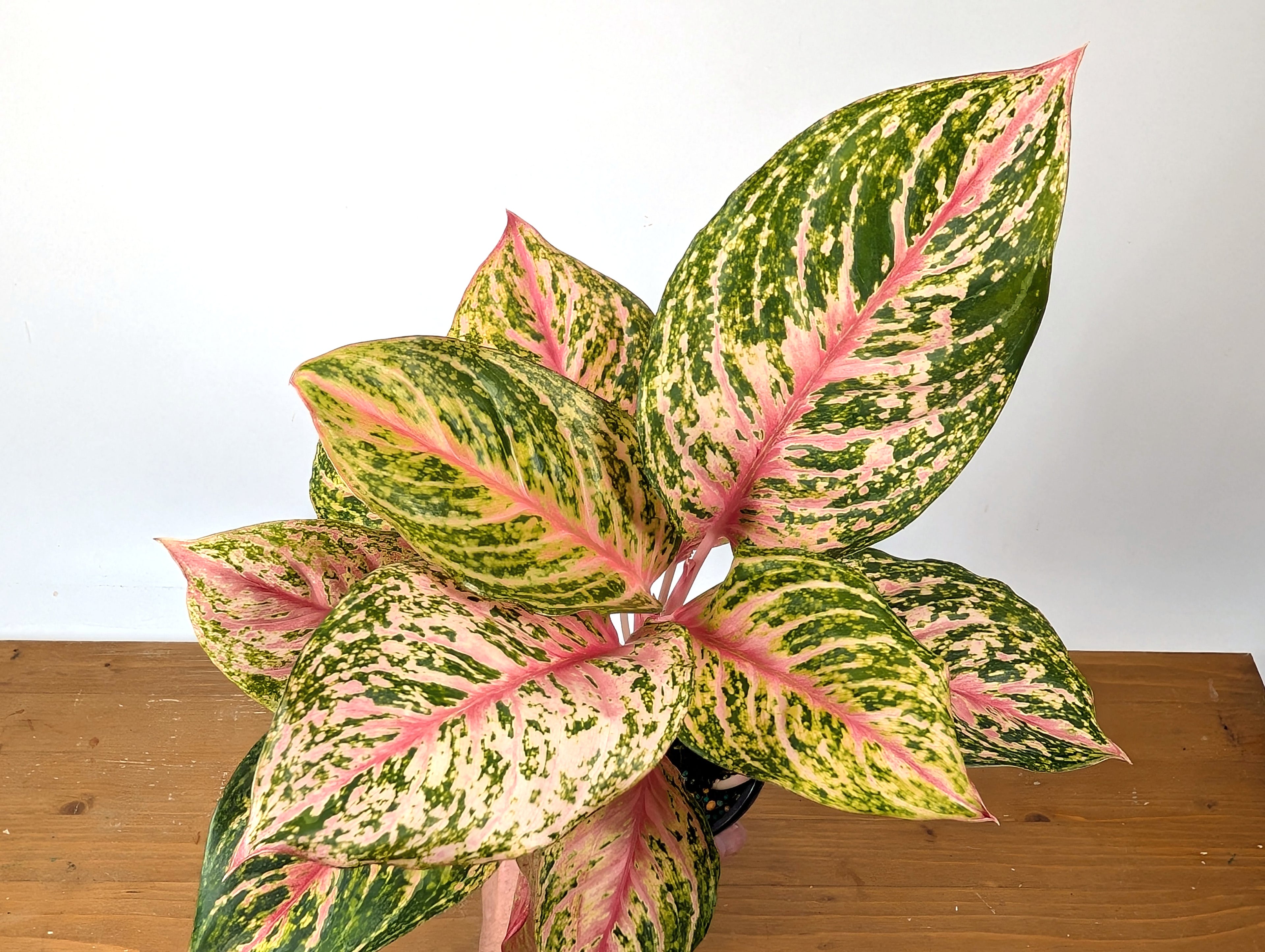 Aglaonema Light Of Diamond