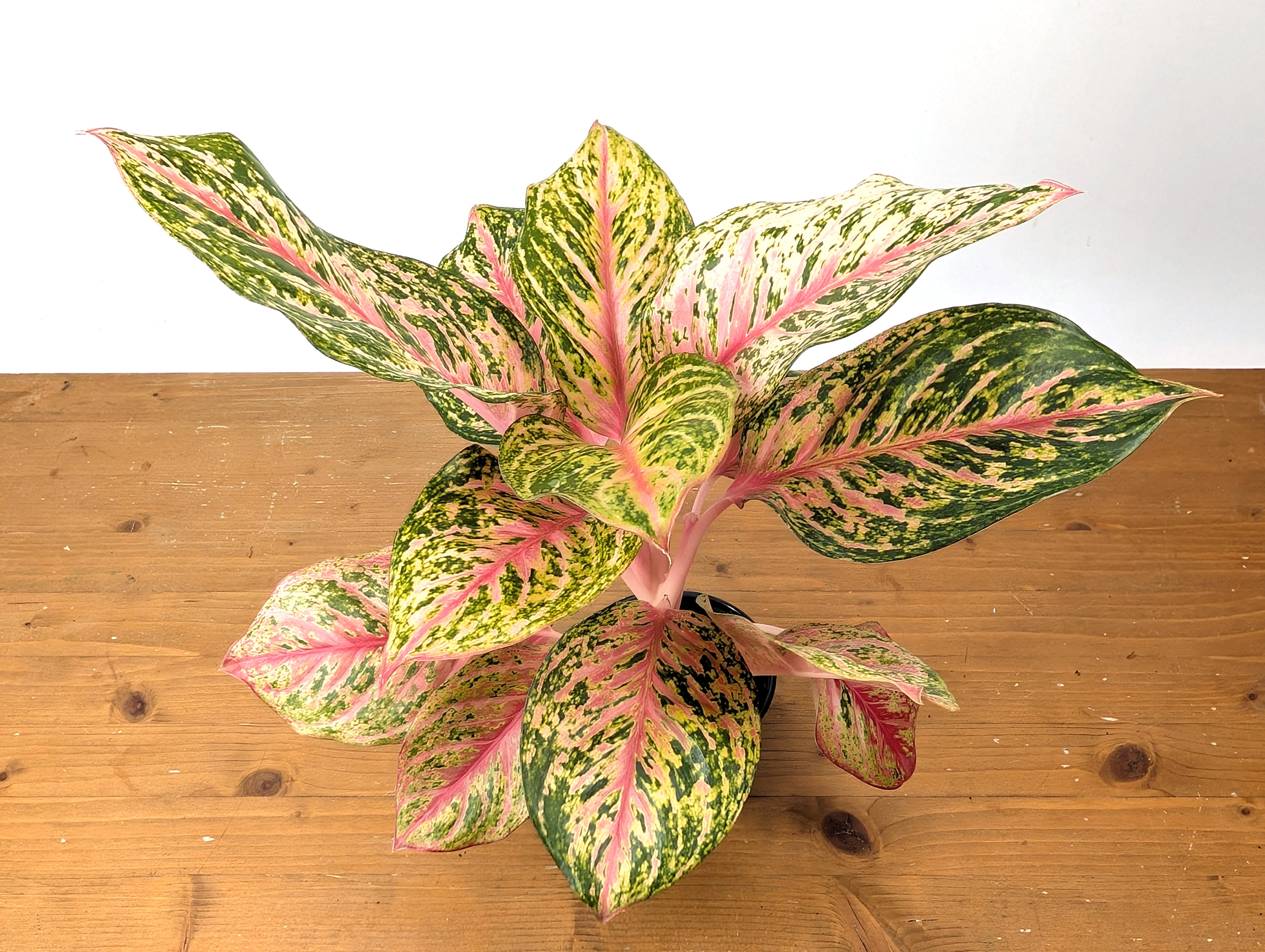 Aglaonema Light Of Diamond