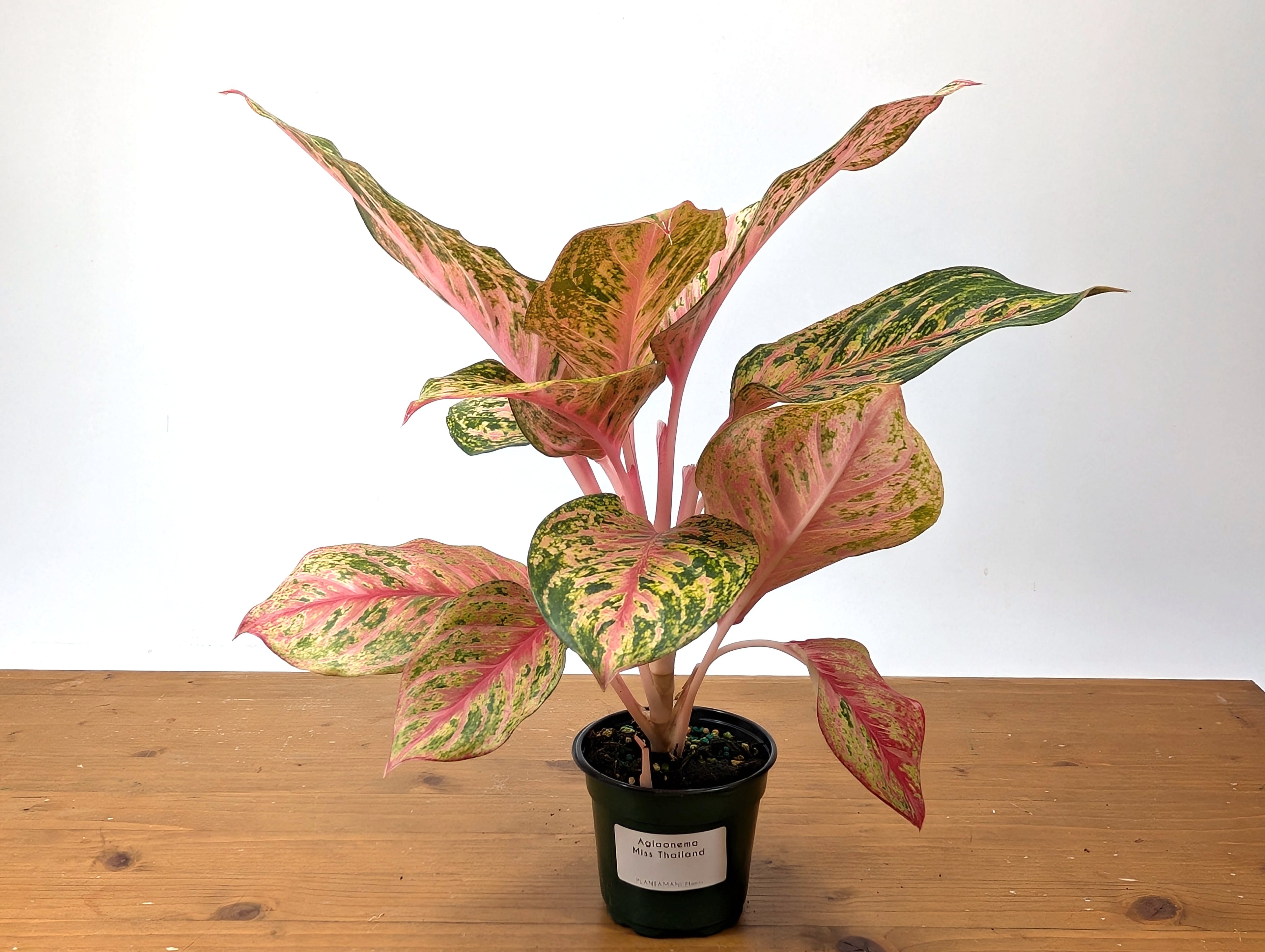 Aglaonema Light Of Diamond
