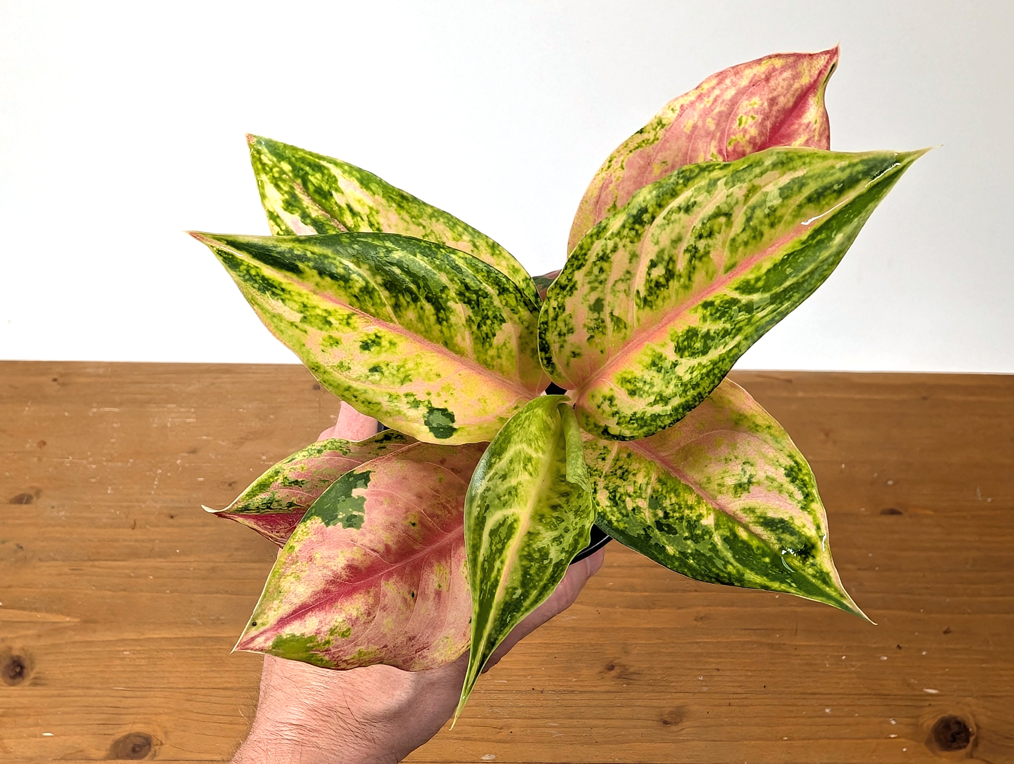 aglaonema light of diamond Aglaonema Light Of Diamond – Plantamani Plants
