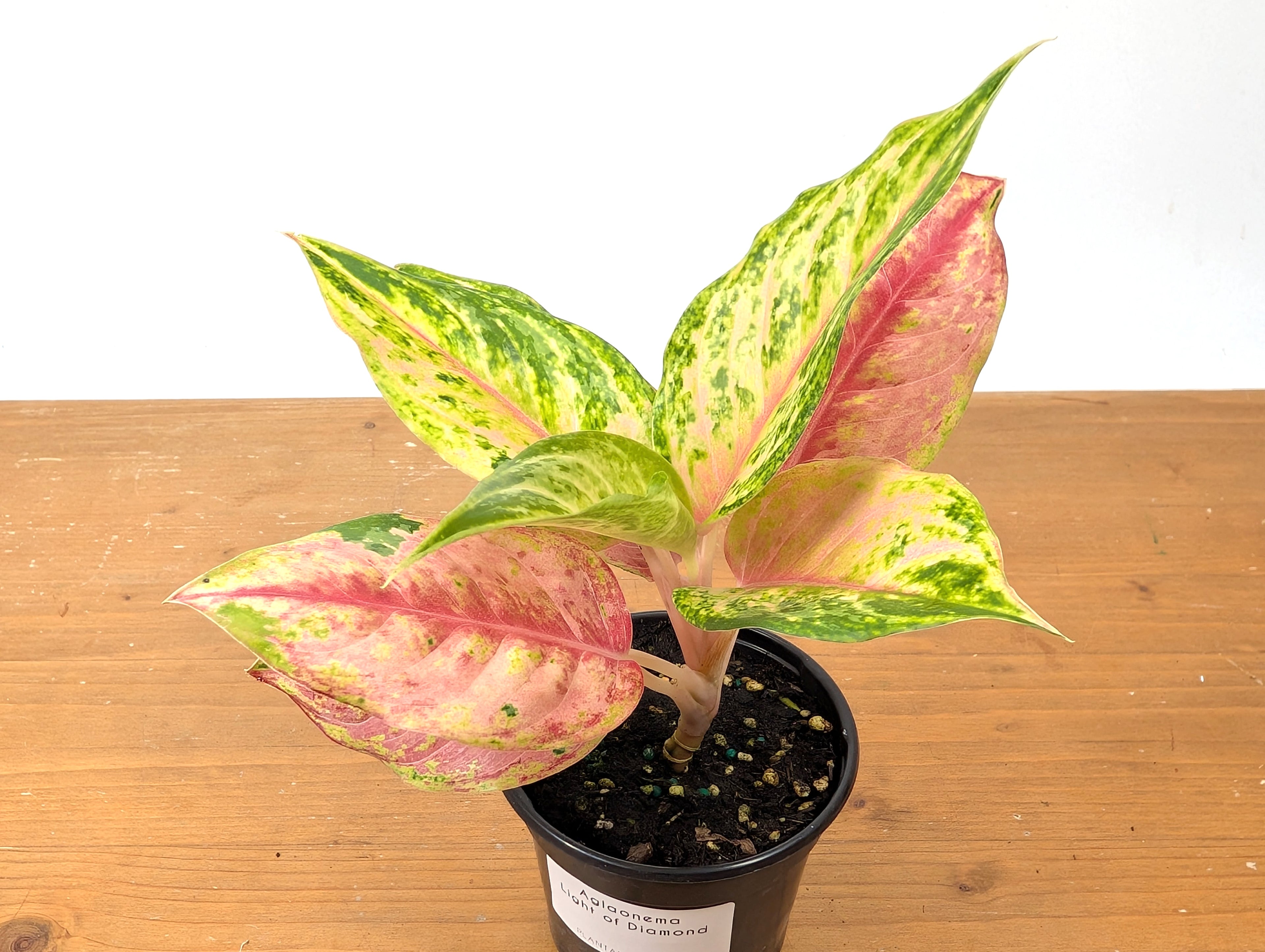 Aglaonema Light Of Diamond