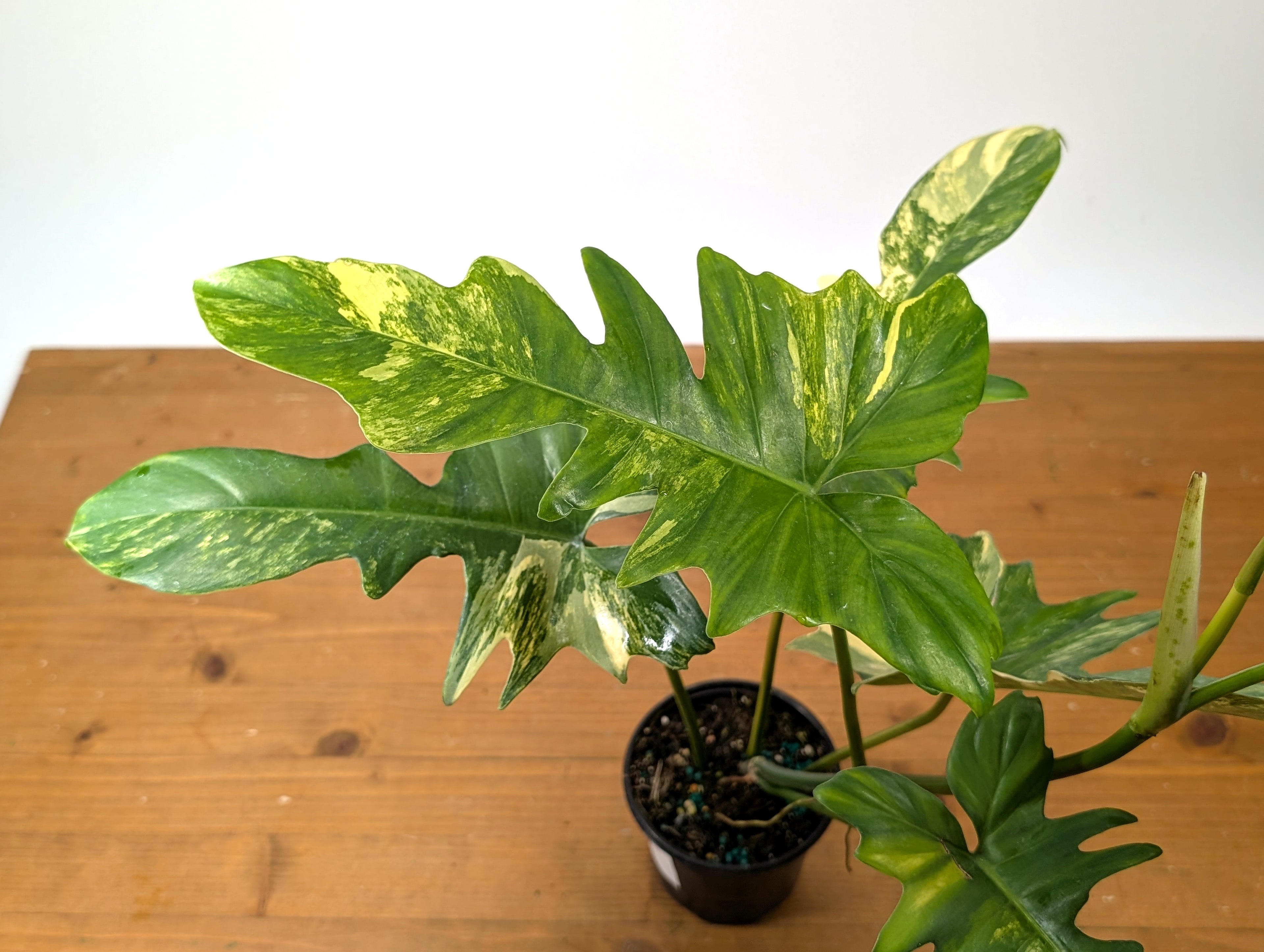 Philodendron Florida Beauty x Mayoi - Exact Plant