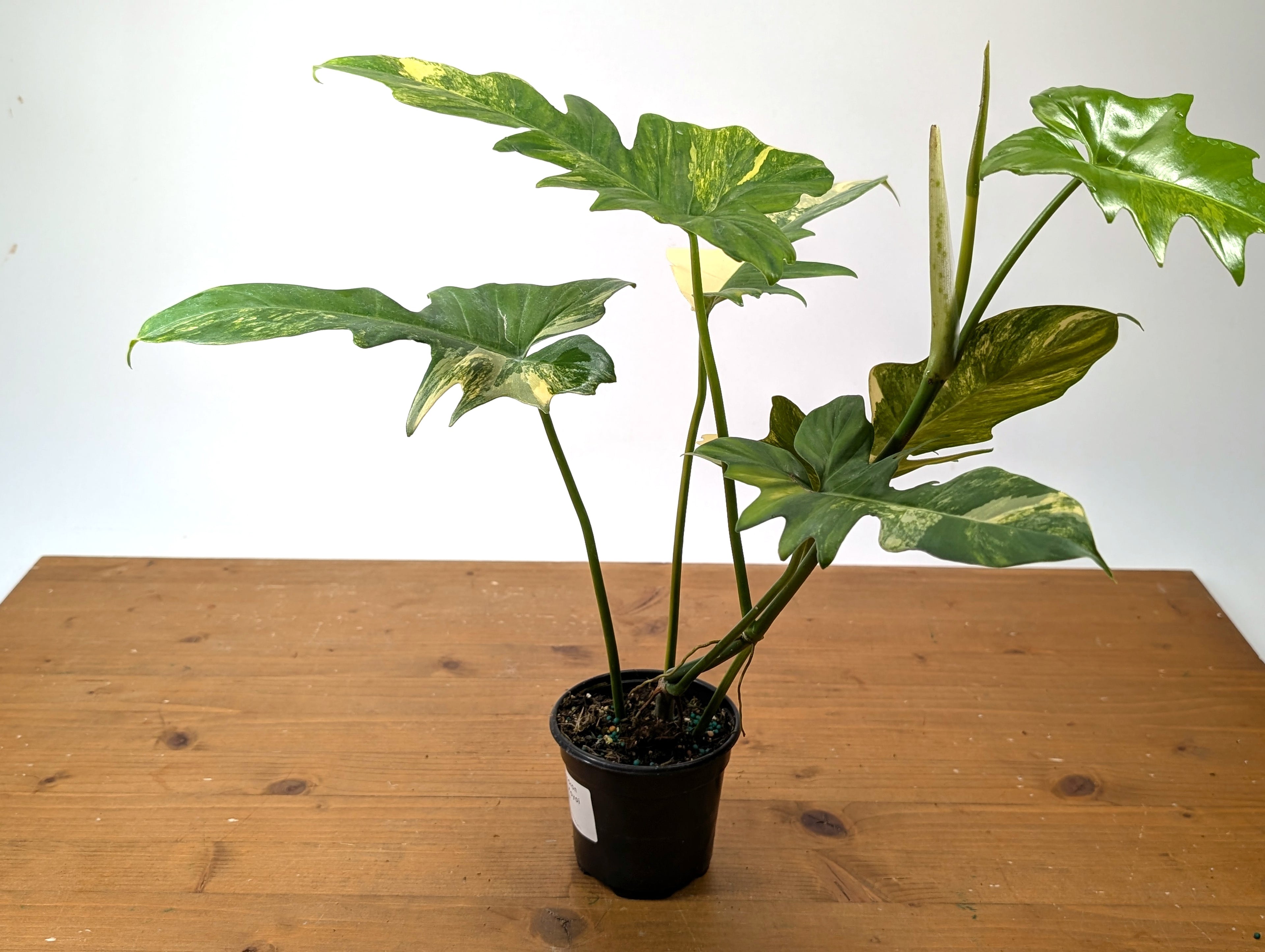 Philodendron Florida Beauty x Mayoi - Exact Plant