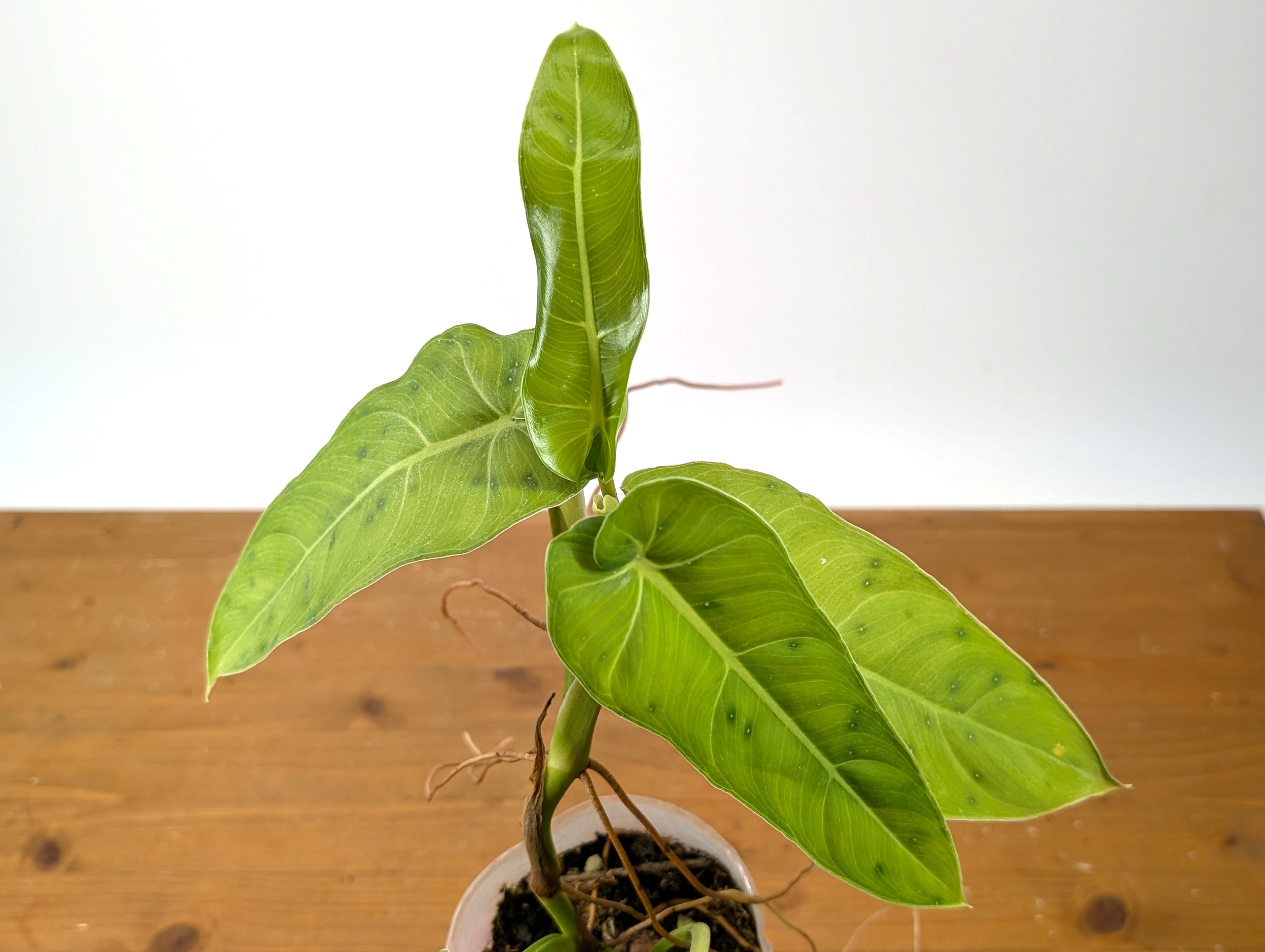 Philodendron Maximum