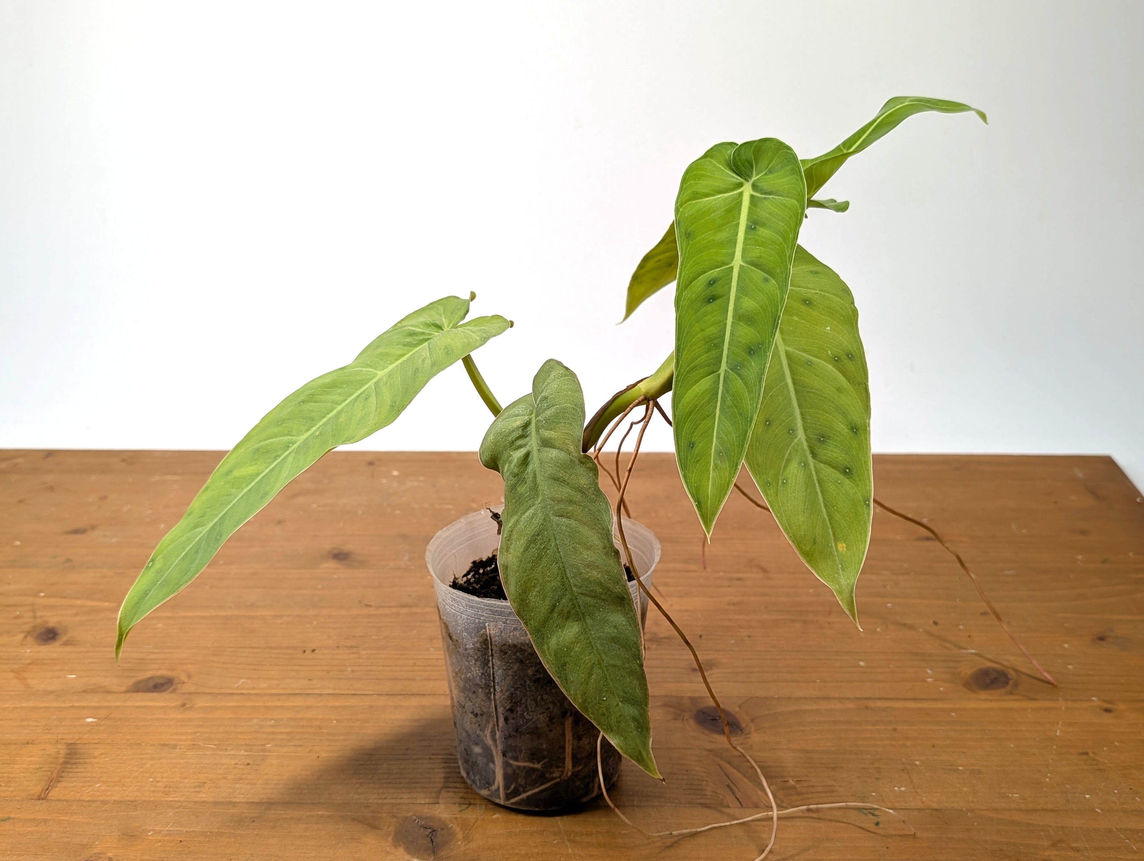 Philodendron Maximum