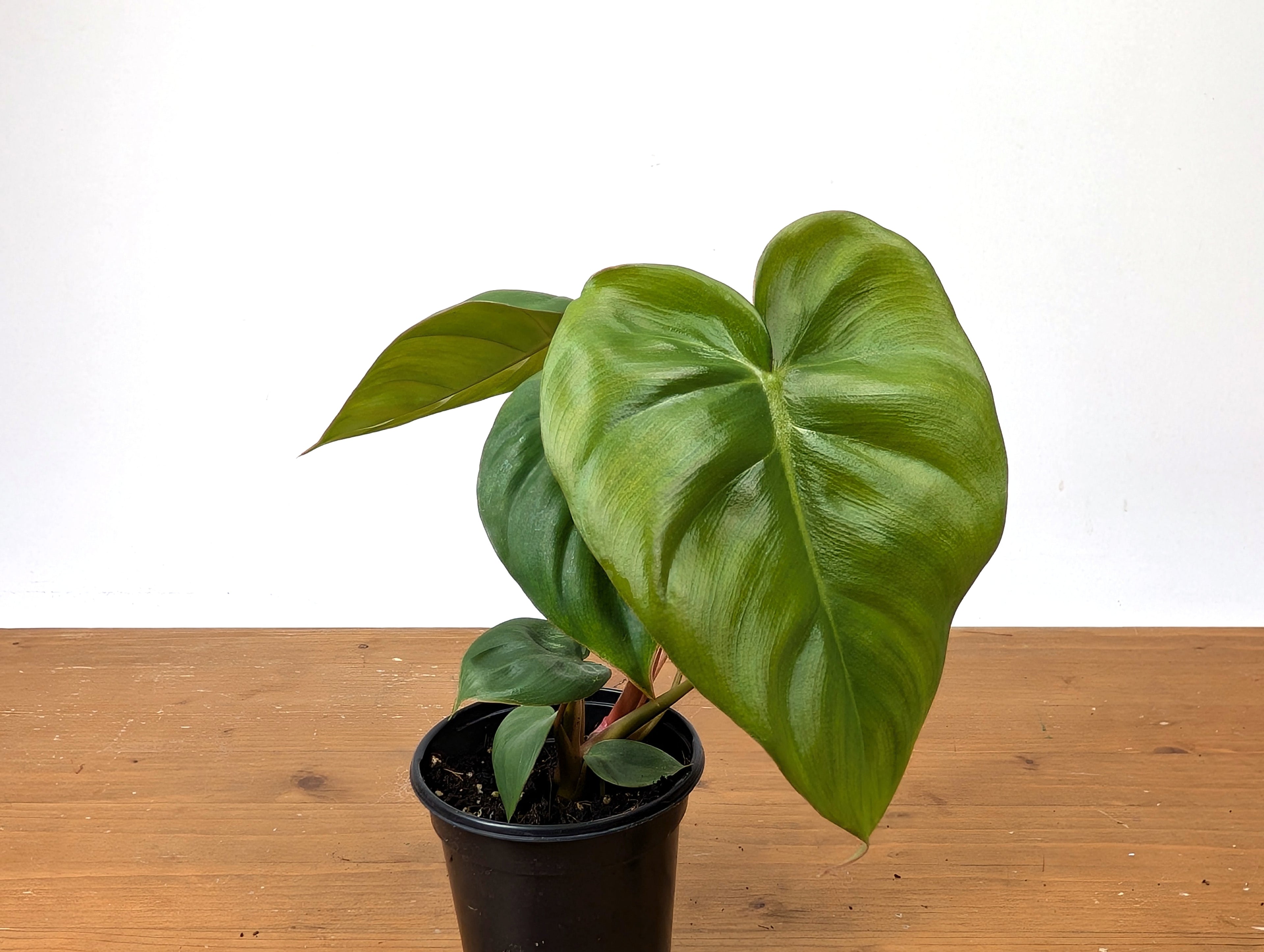 Philodendron Billienum | Billietiae x Pastazanum