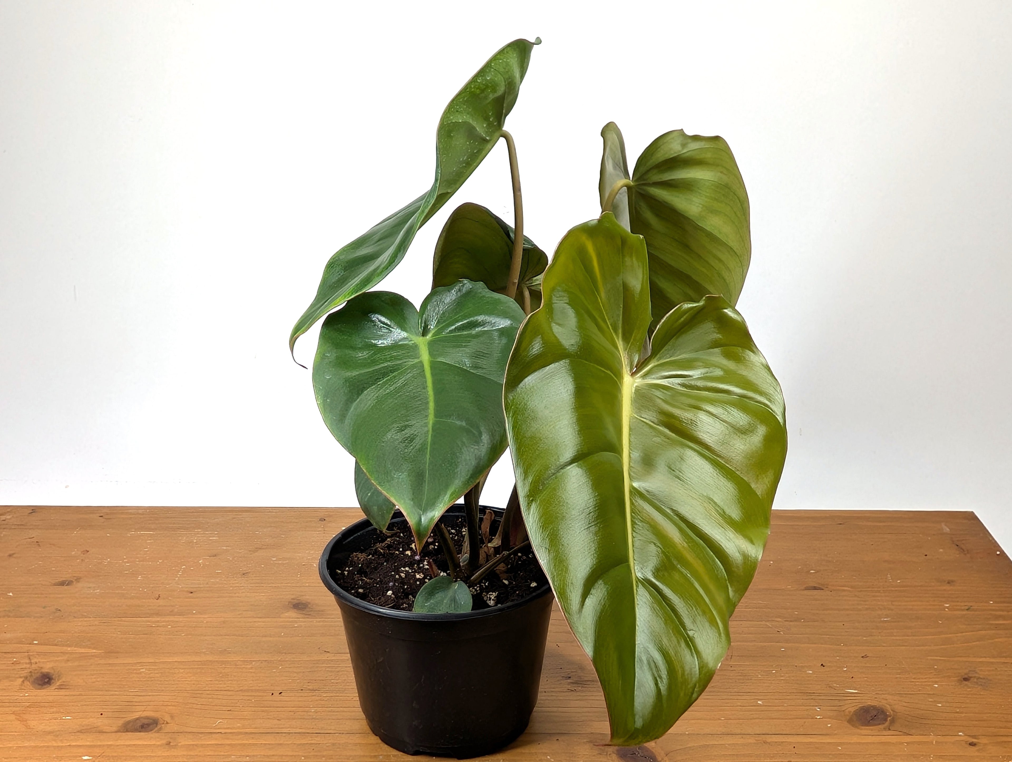 Philodendron Billienum | Billietiae x Pastazanum