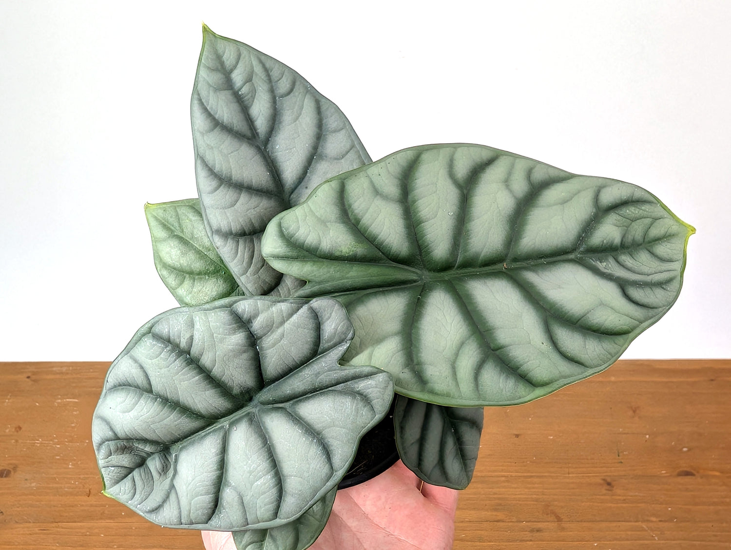 Alocasia Silver Dragon