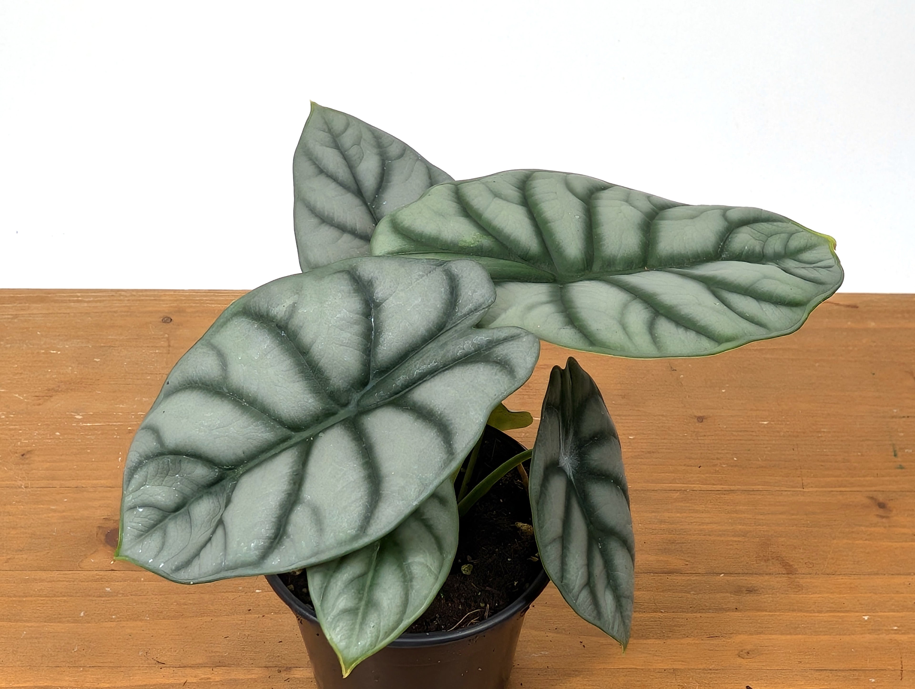 Alocasia Silver Dragon