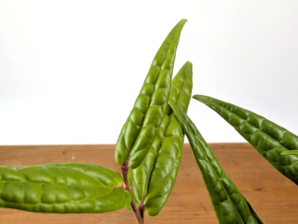 Ceratostema Pedunculatum