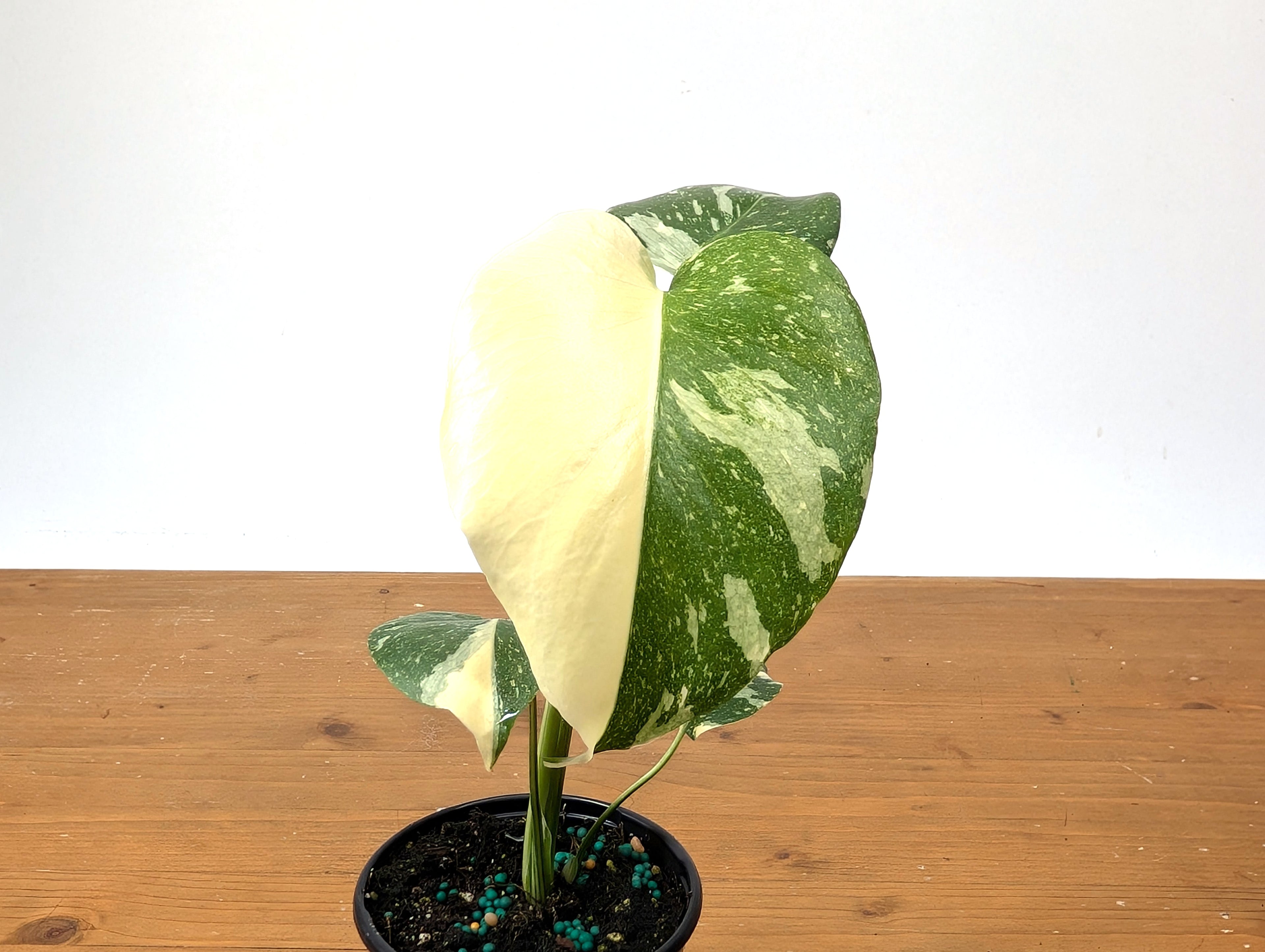 Monstera Thai Constellation EXACT Half Moon 4" Pot