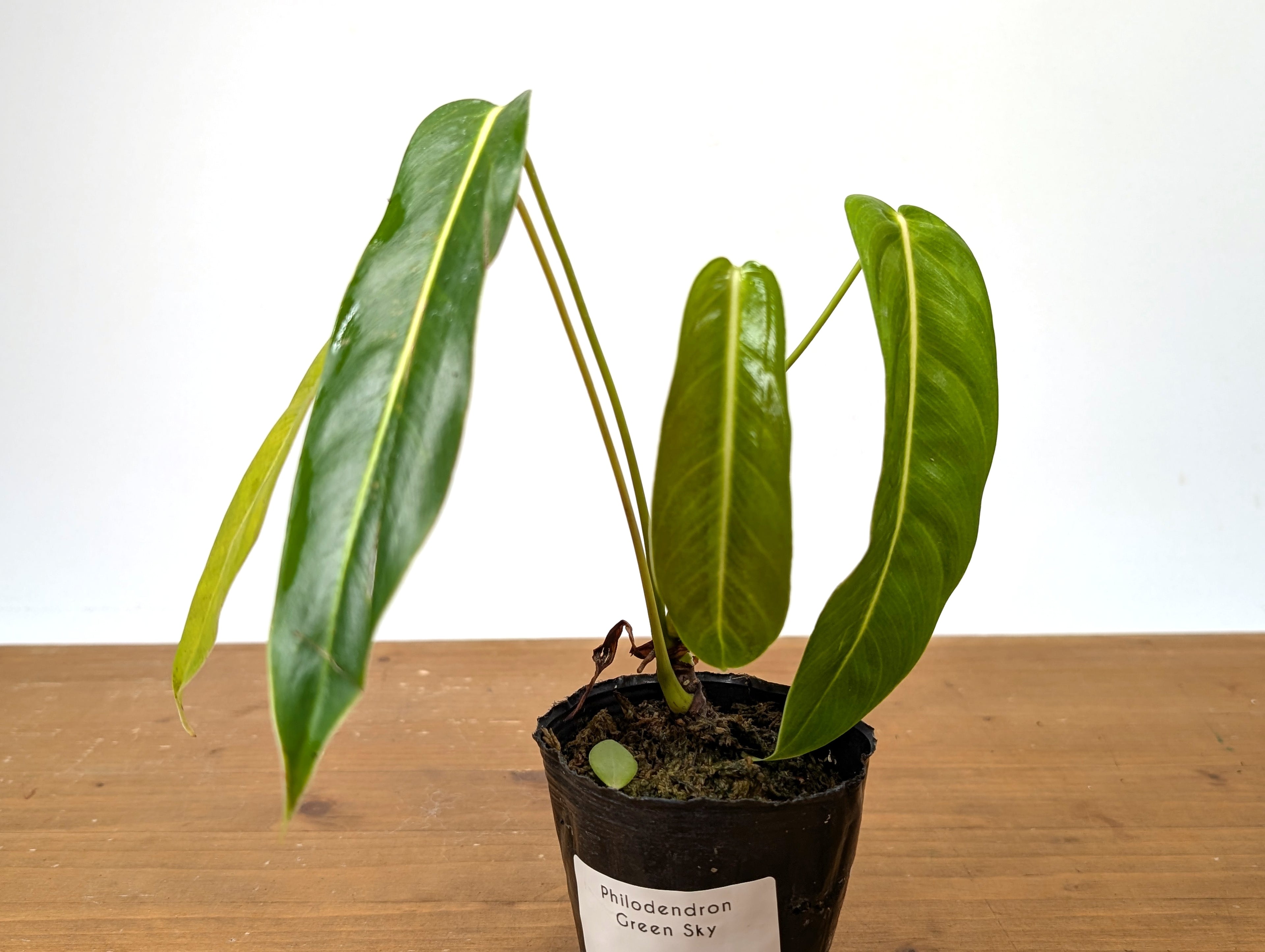 Philodendron Green Sky