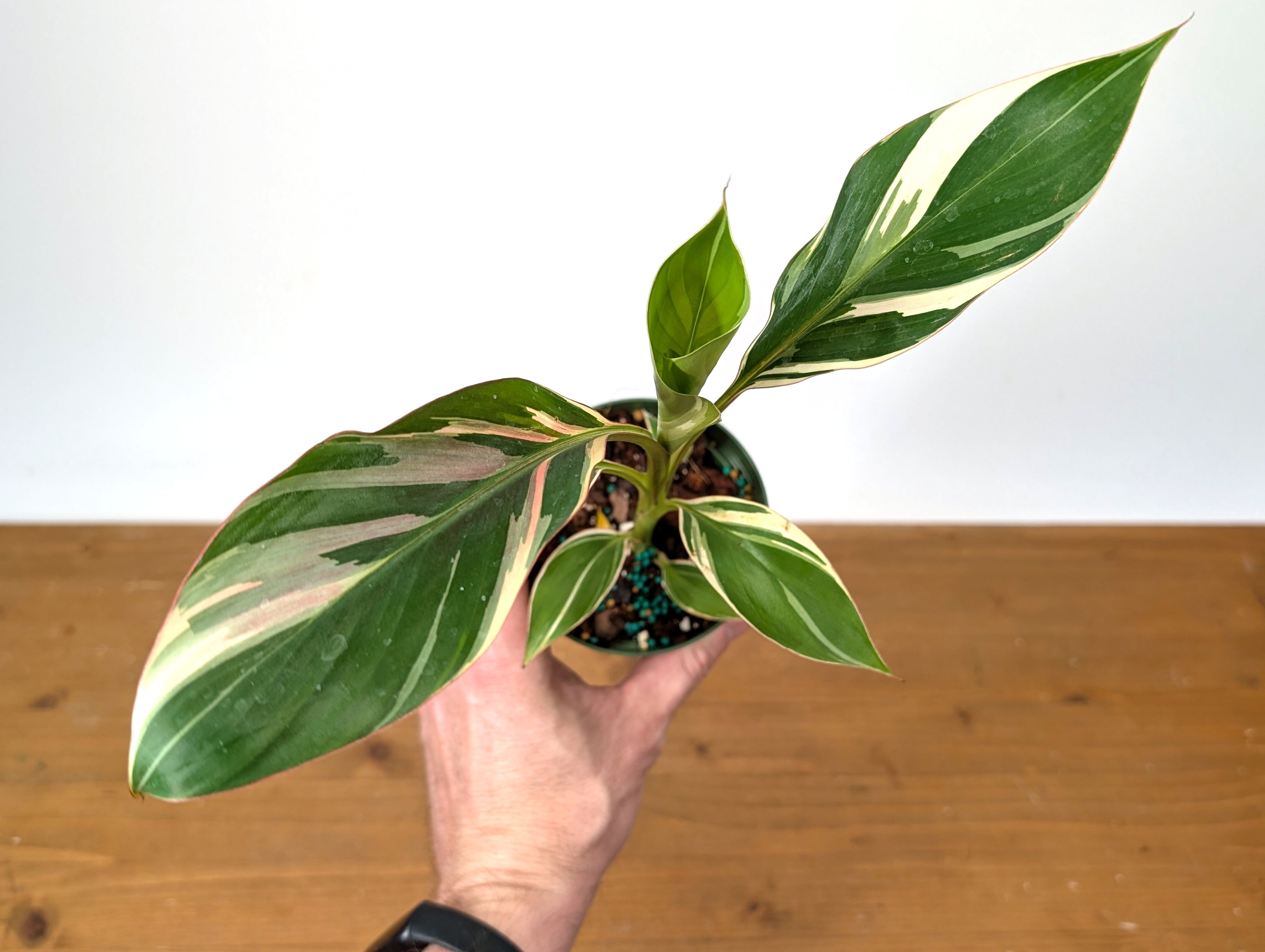 Musa Nono Pink Variegated Banana Tree