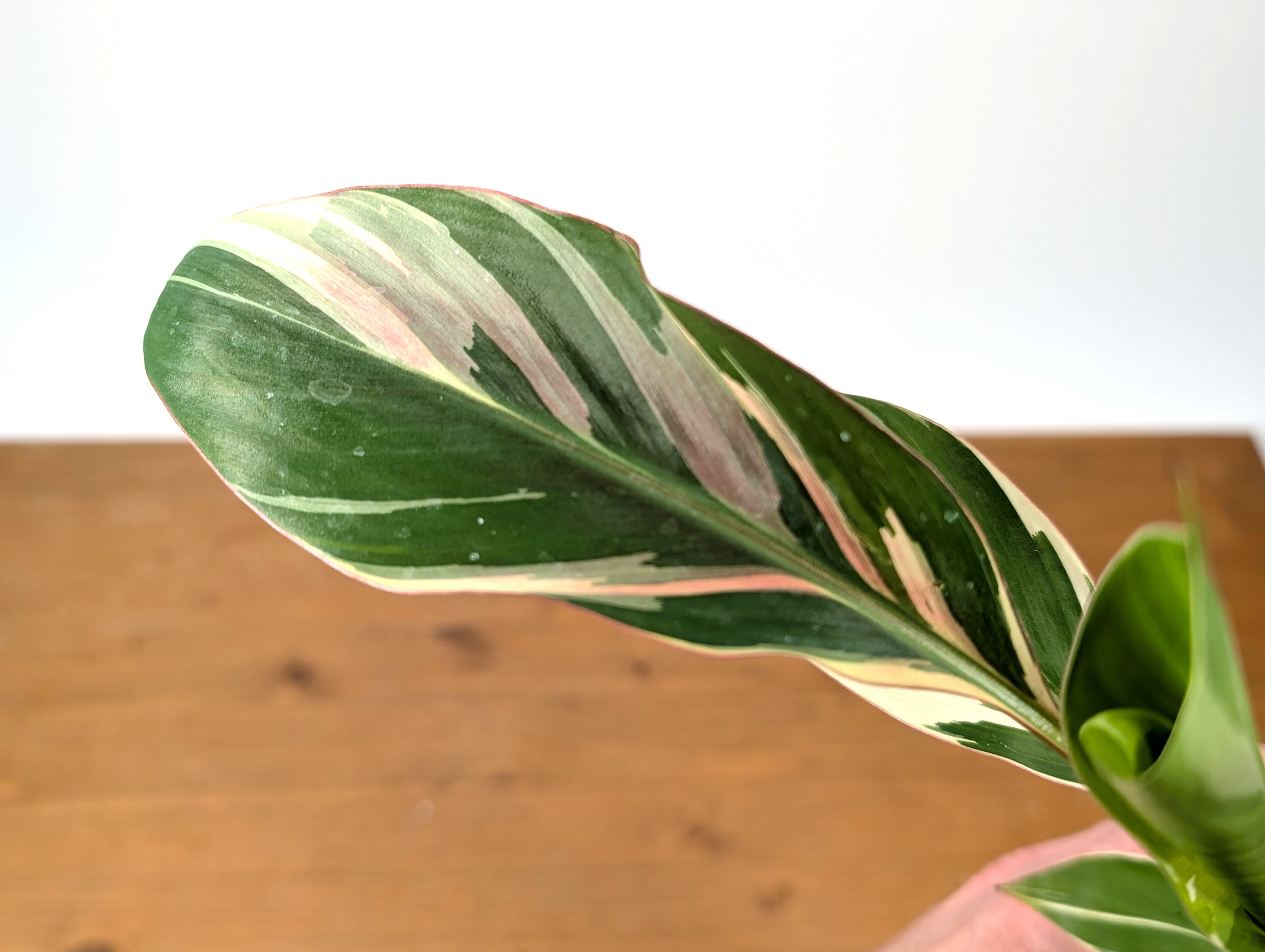 Musa Nono Pink Variegated Banana Tree
