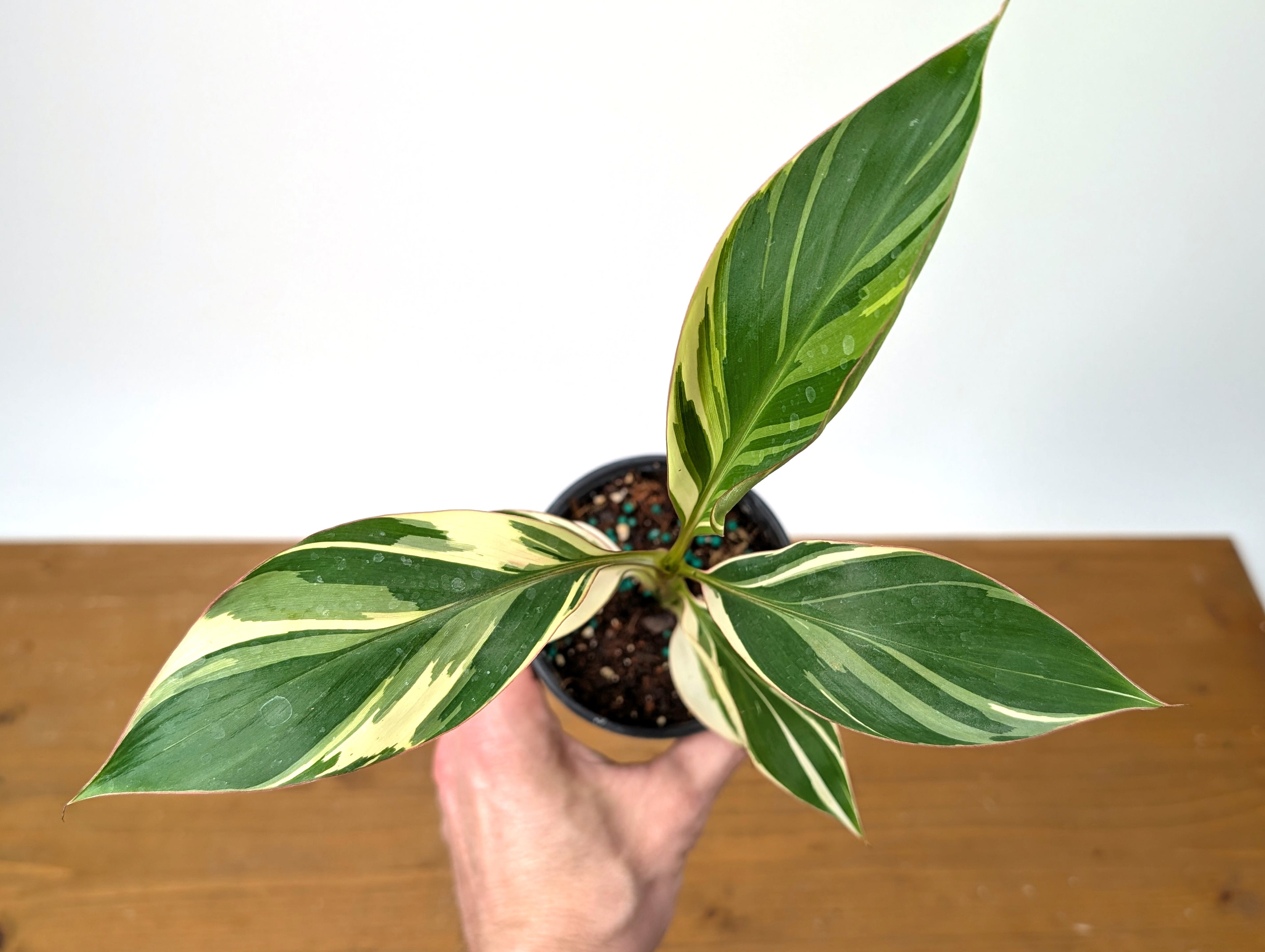 Musa Nono Pink Variegated Banana Tree