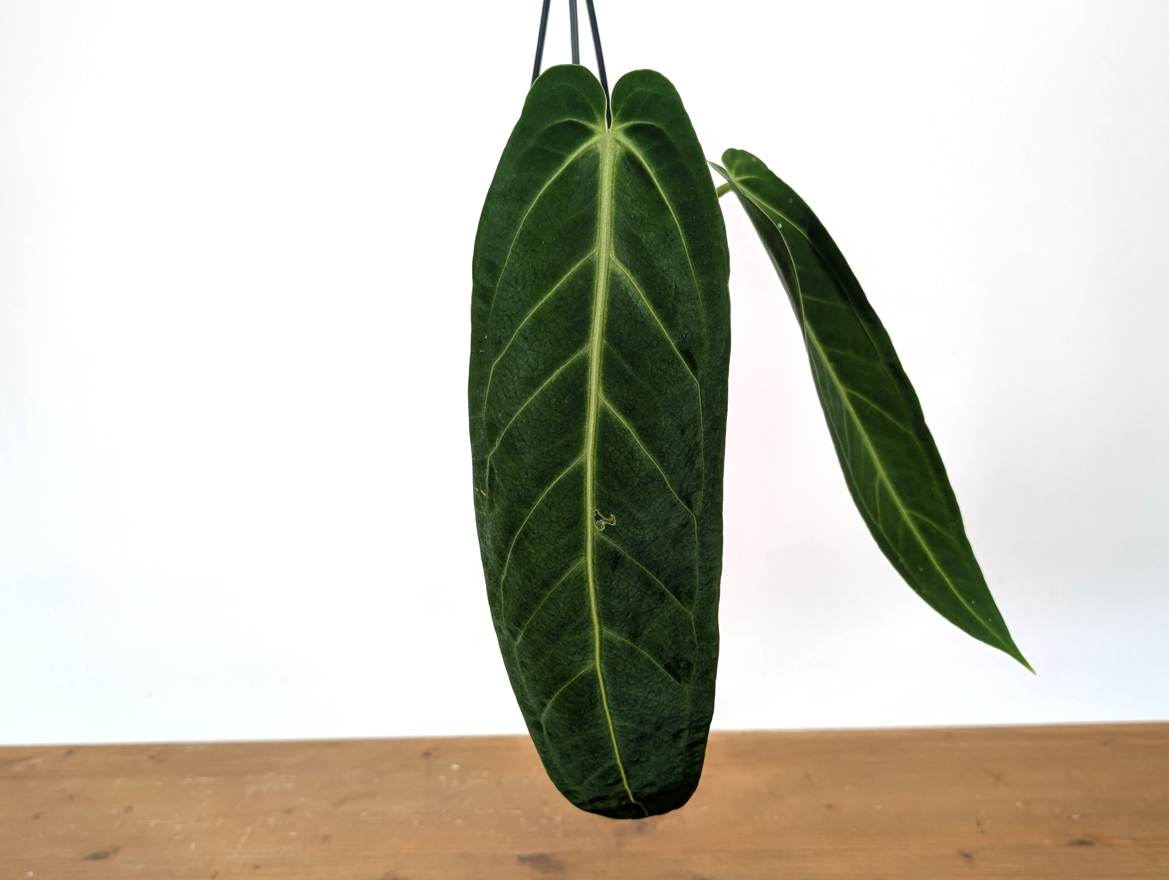Exact Anthurium Warocqueanum Queen 4 inch pot - 12"+ Long Leaf