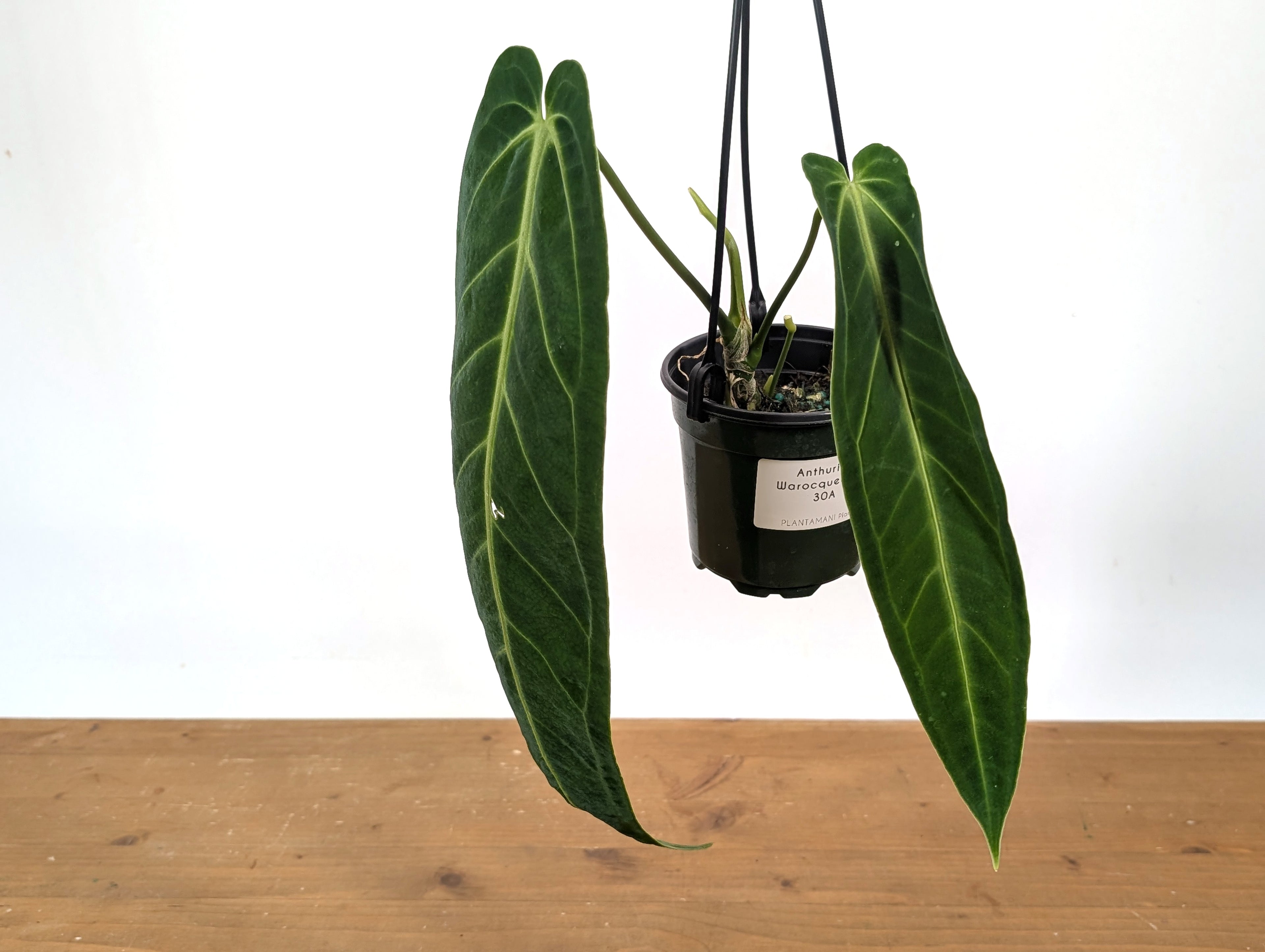 Exact Anthurium Warocqueanum Queen 4 inch pot - 12"+ Long Leaf