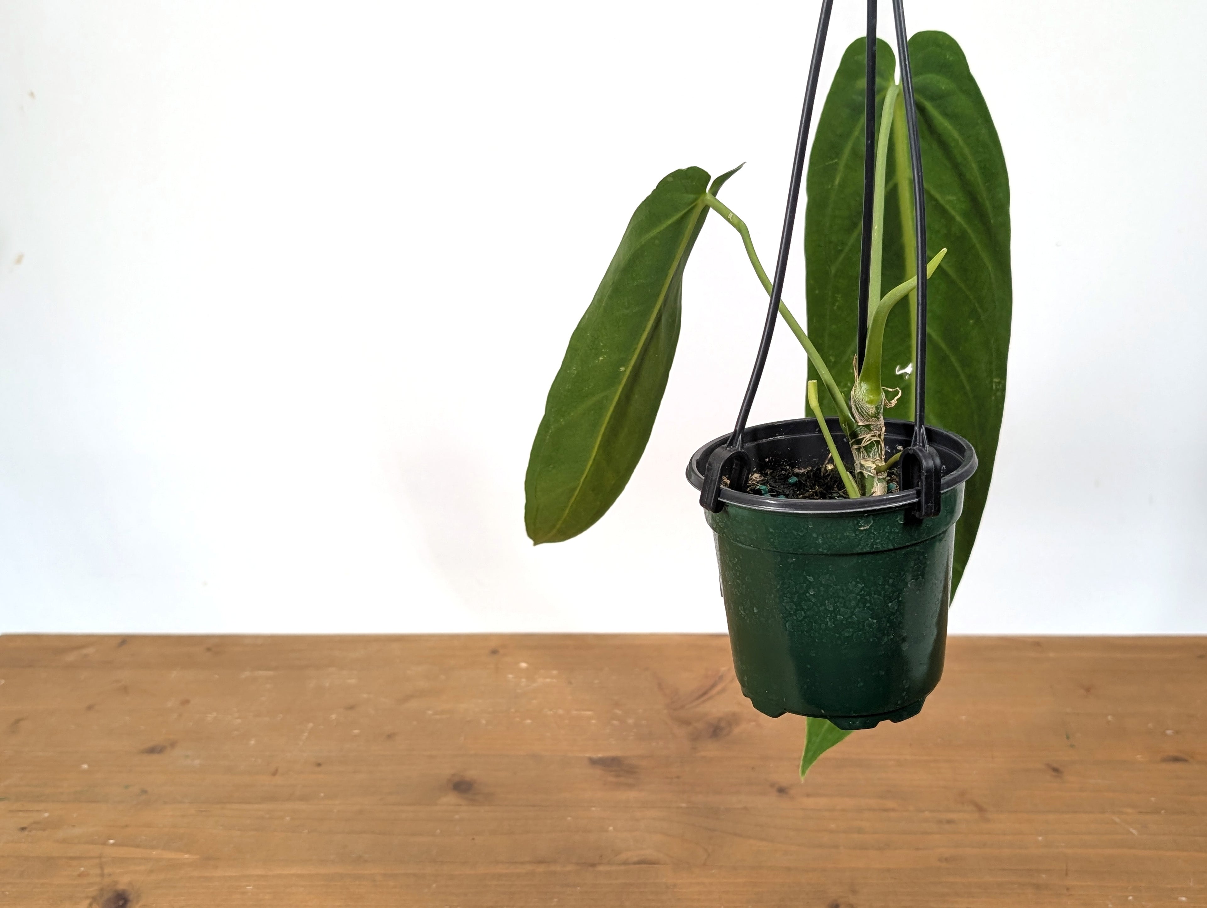 Exact Anthurium Warocqueanum Queen 4 inch pot - 12"+ Long Leaf