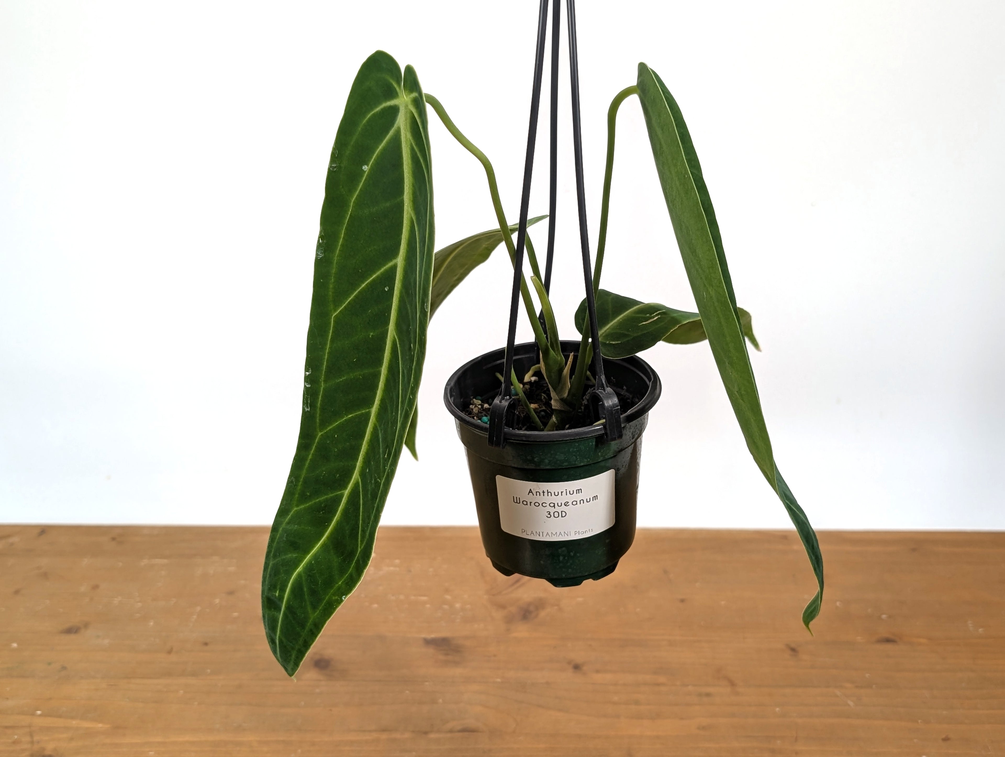 Exact Anthurium Warocqueanum Queen 4 inch pot - 12"+ Long Leaf