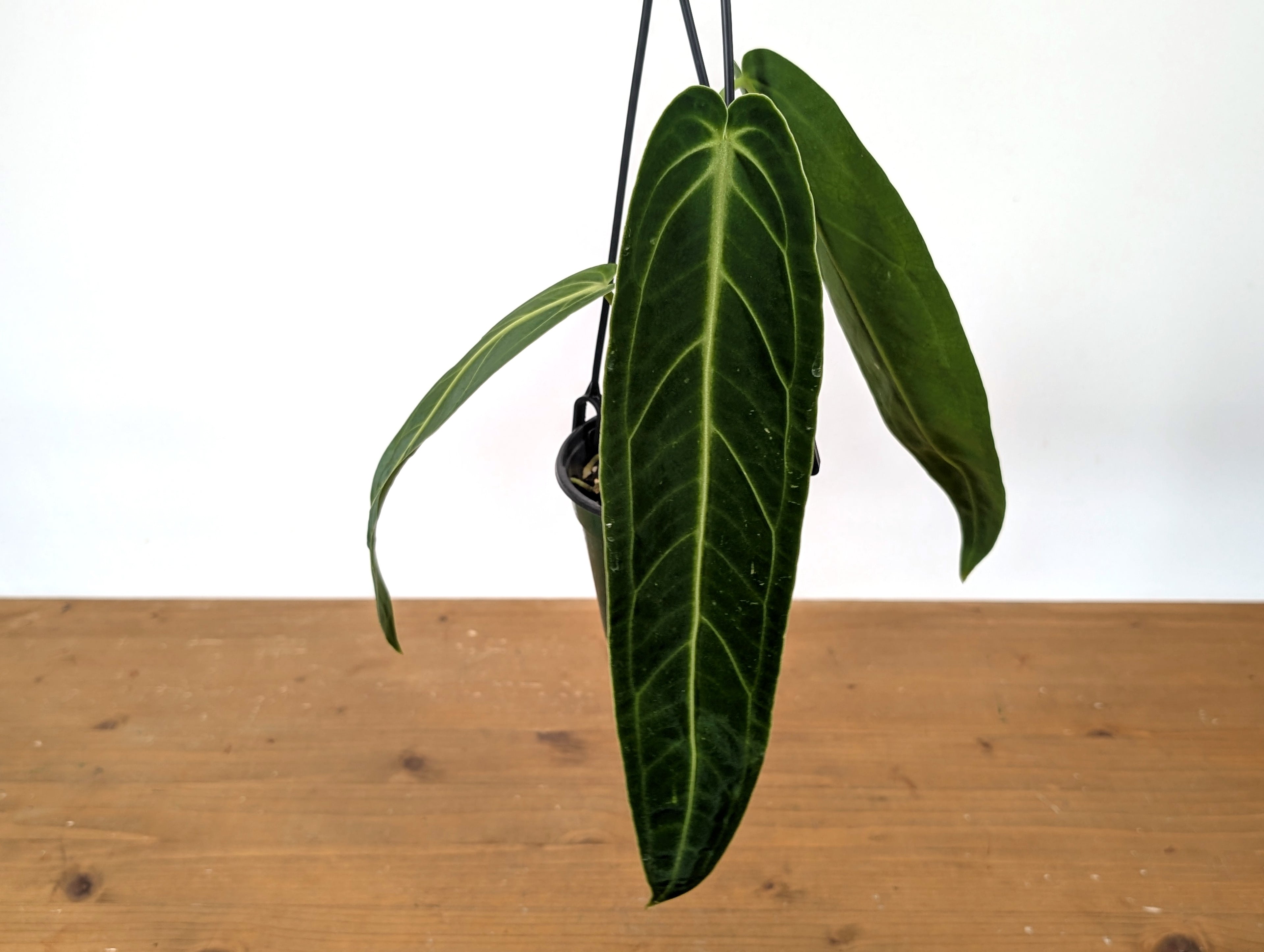 Exact Anthurium Warocqueanum Queen 4 inch pot - 12"+ Long Leaf