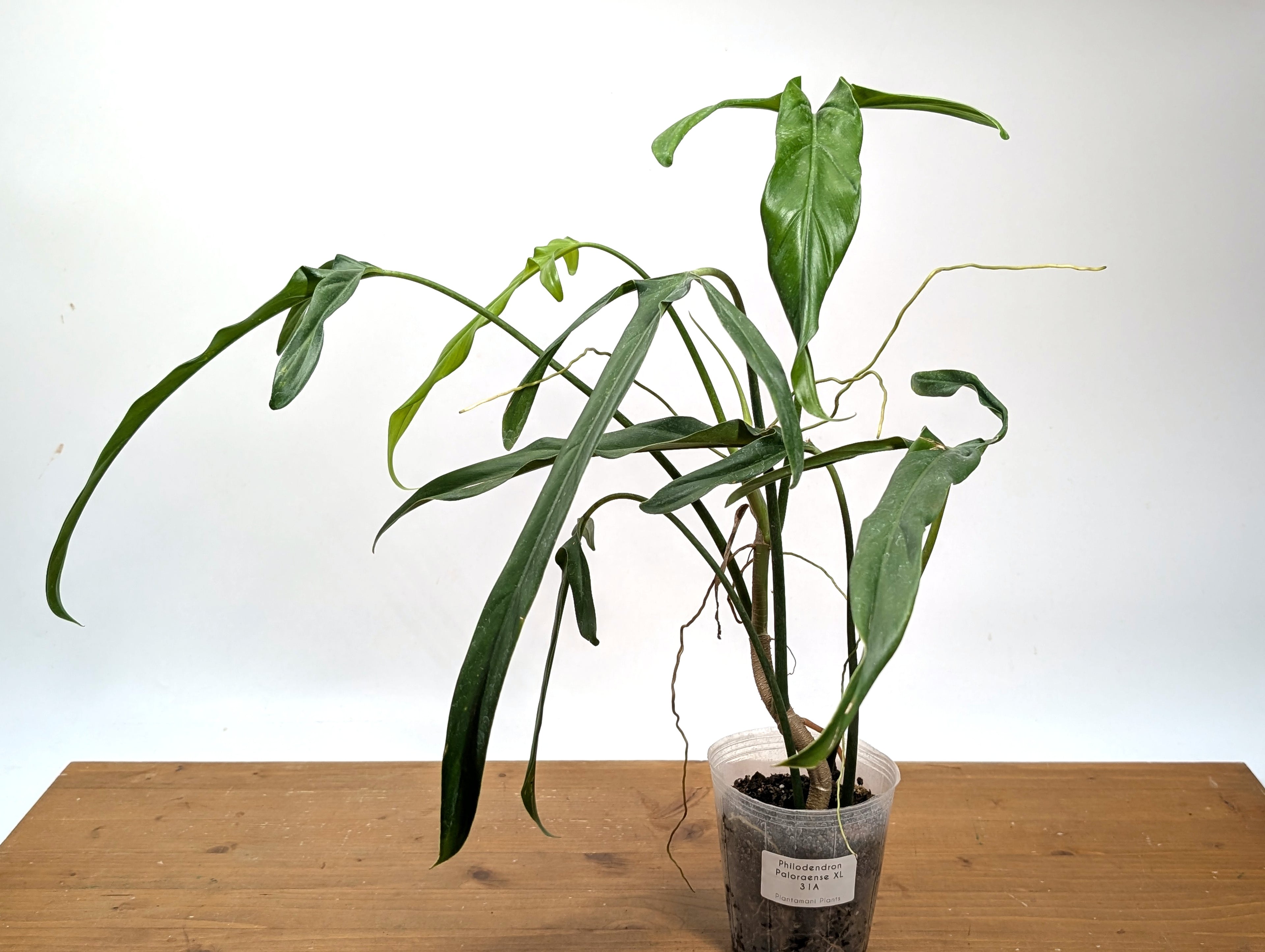 Philodendron Paloraense