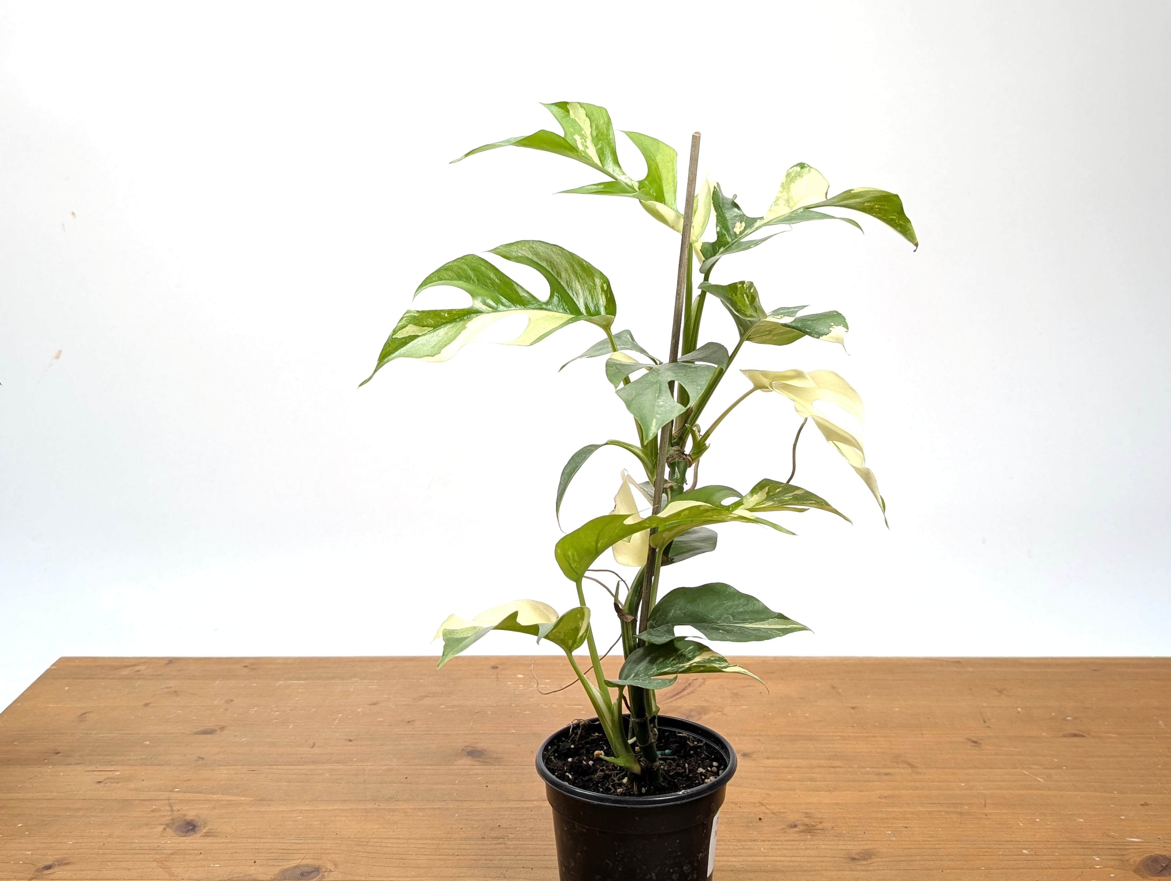 Rhaphidophora Tetrasperma Variegated - Exact Plant