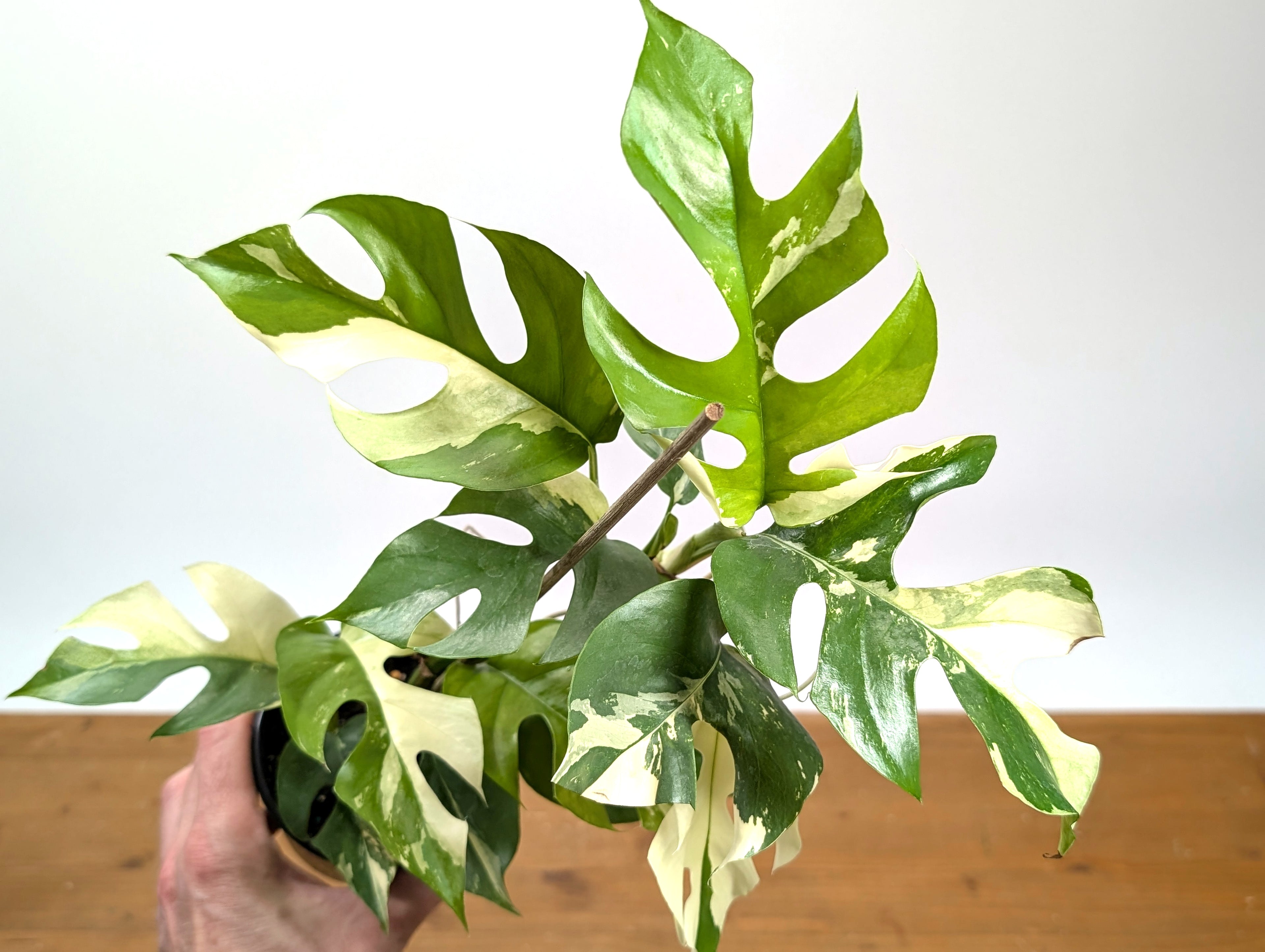 Rhaphidophora Tetrasperma Variegated - Exact Plant