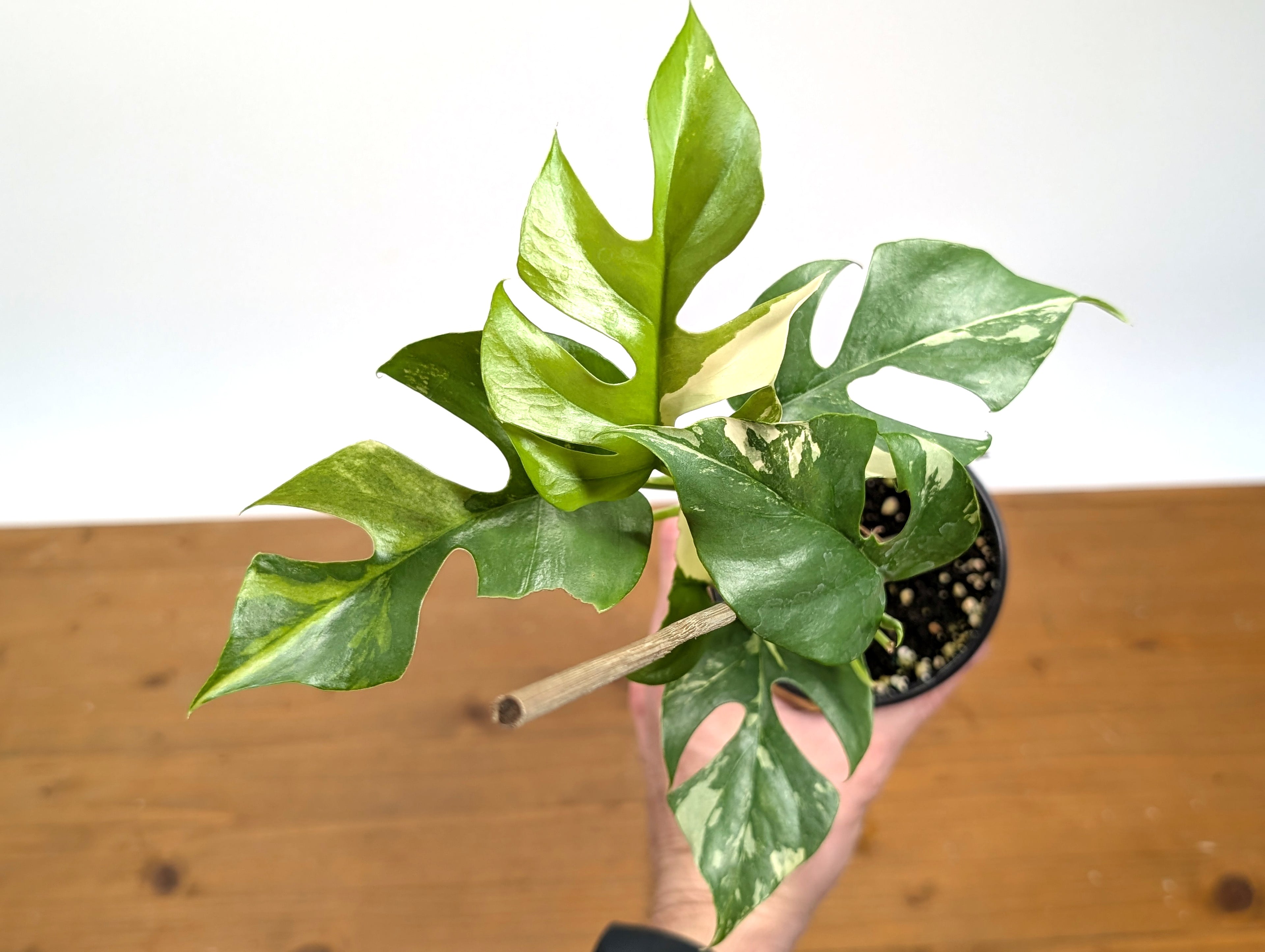 Rhaphidophora Tetrasperma Variegated - Exact Plant