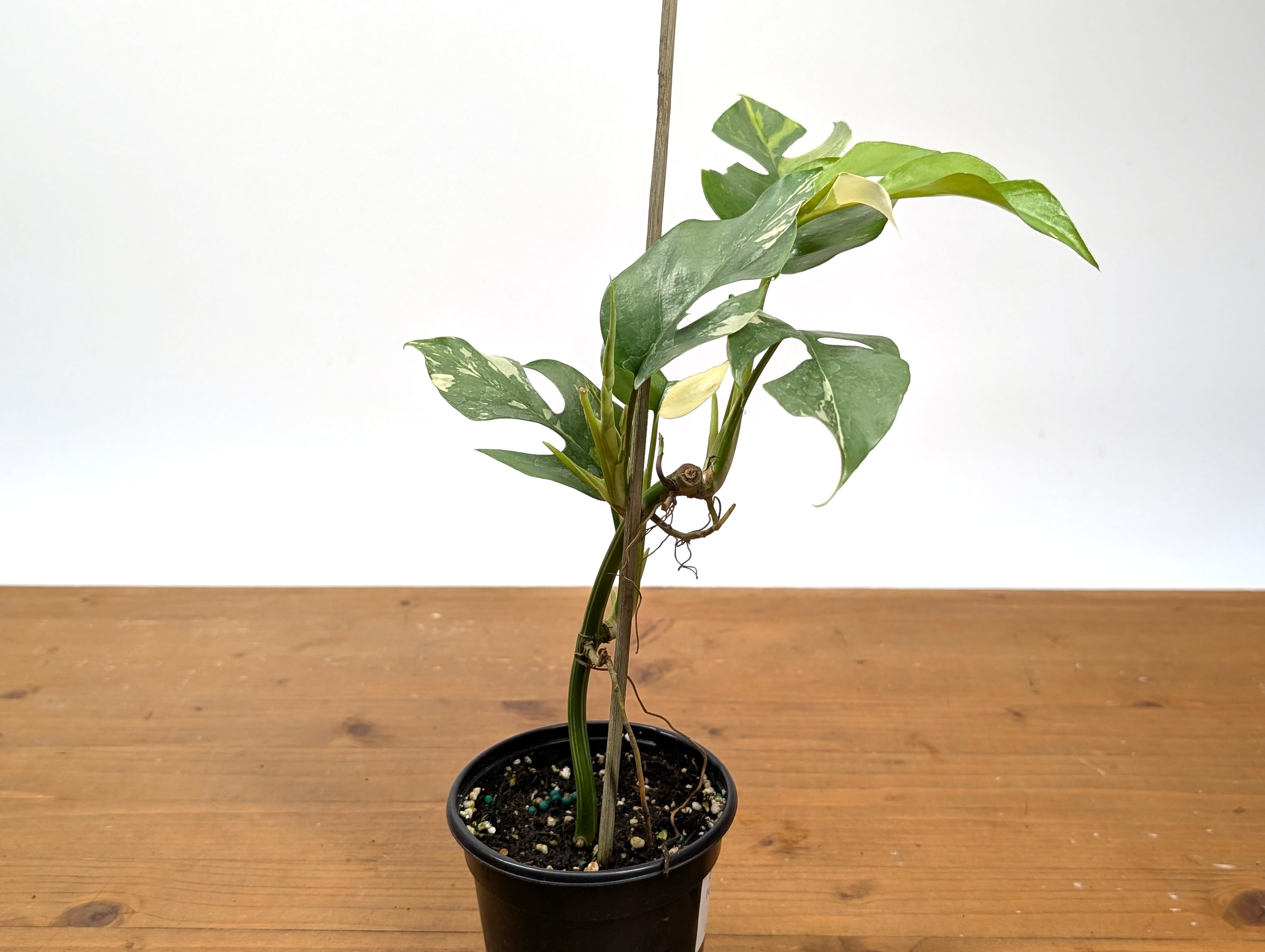 Rhaphidophora Tetrasperma Variegated - Exact Plant