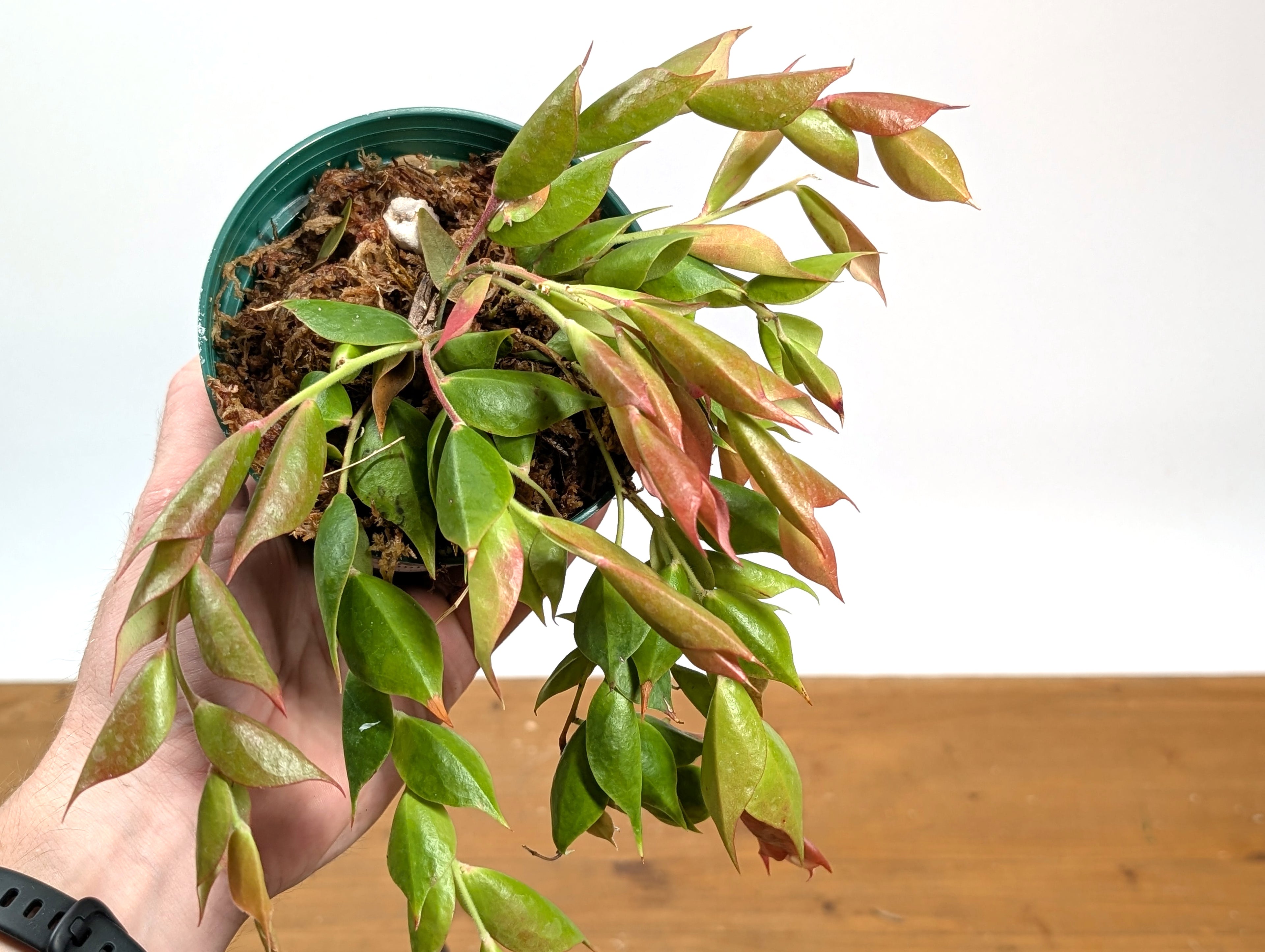 Ceratostema Gualaquizensis var. laciniata
