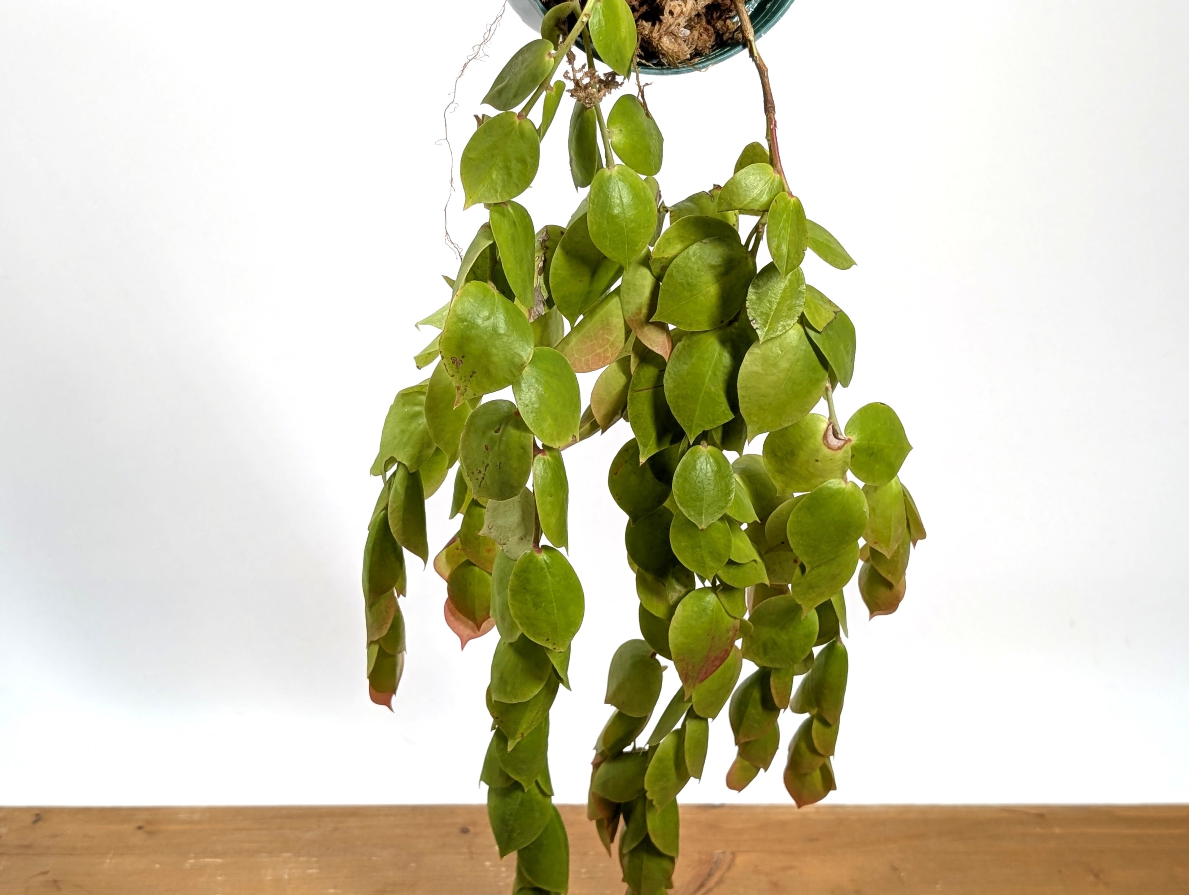 Ceratostema Gualaquizensis var. laciniata