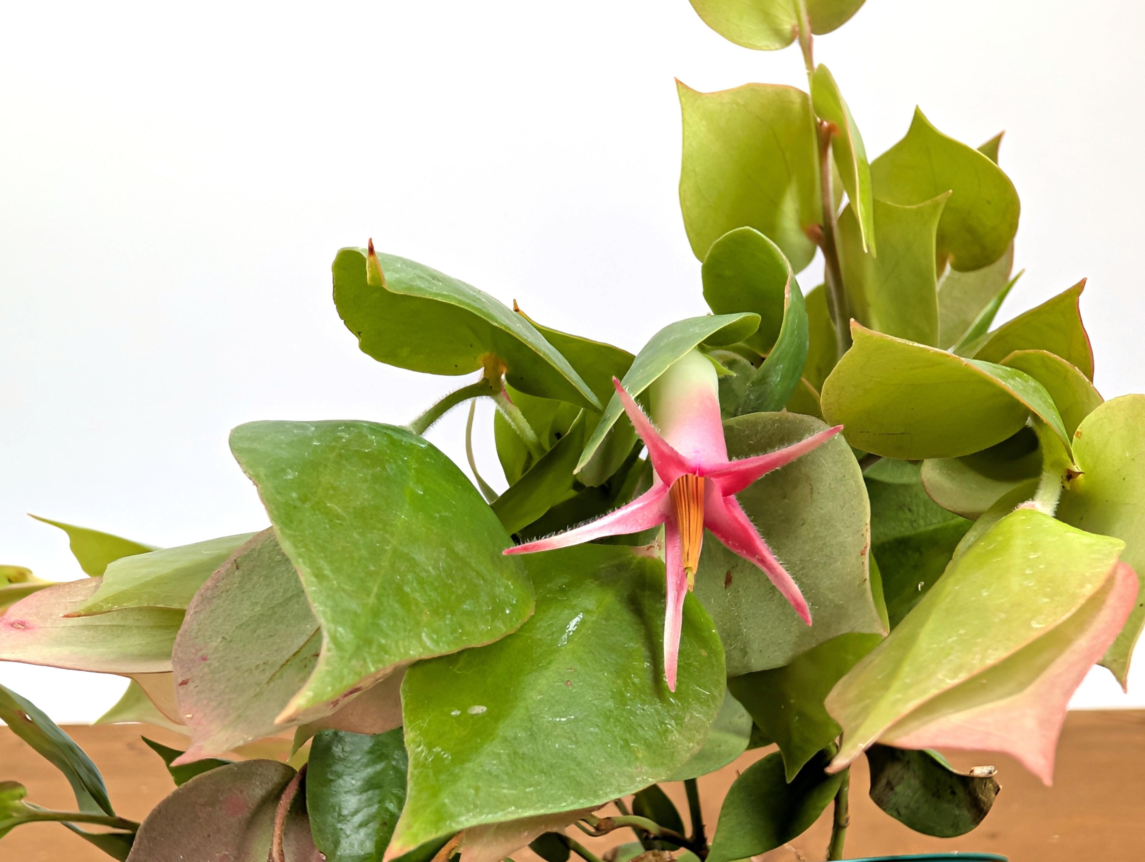 Ceratostema Gualaquizensis var. laciniata