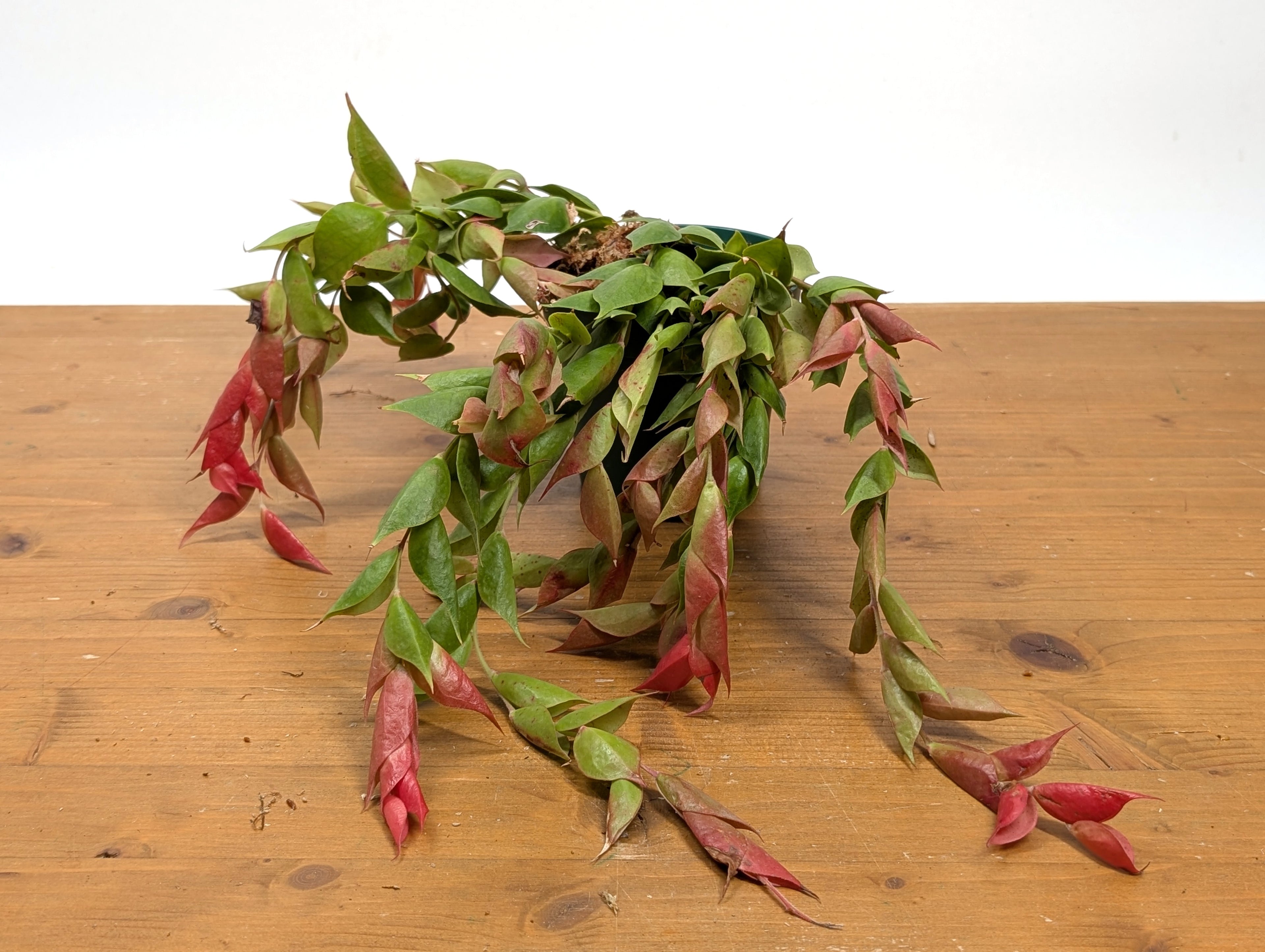 Ceratostema Gualaquizensis var. laciniata