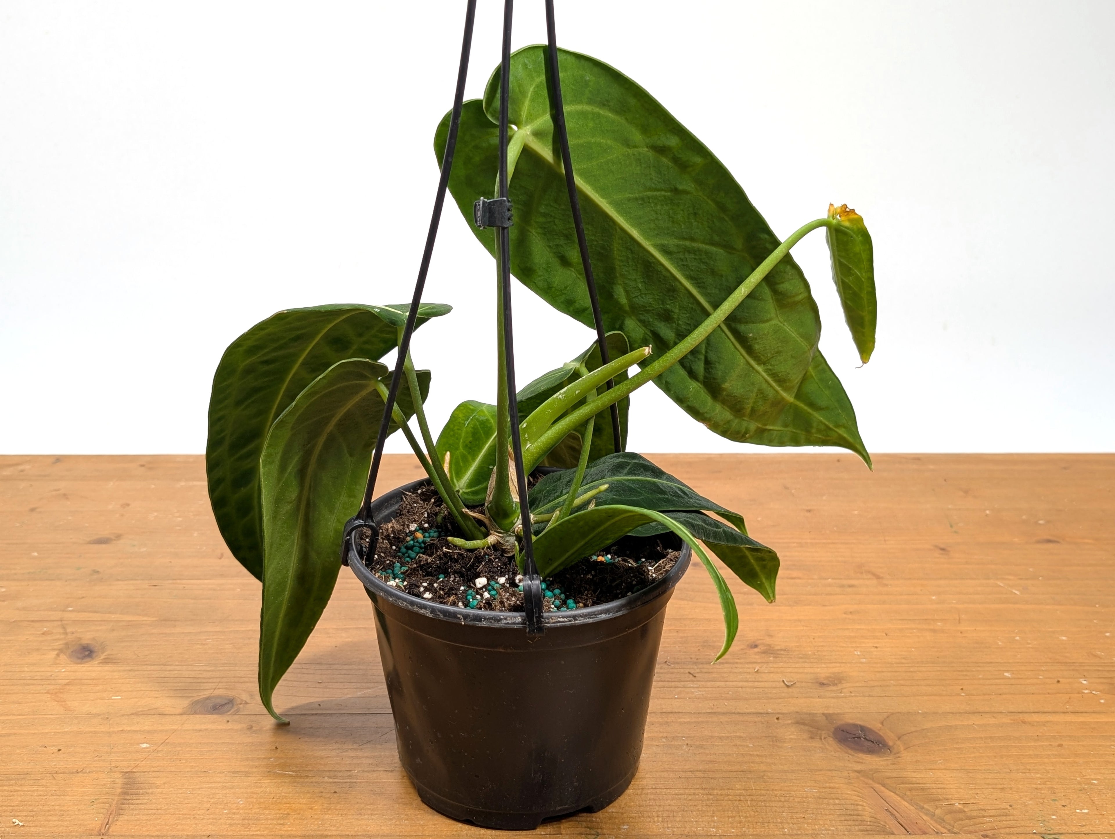 Exact Anthurium Warocqueanum Queen 6 inch pot - 12"+ Long Leaf