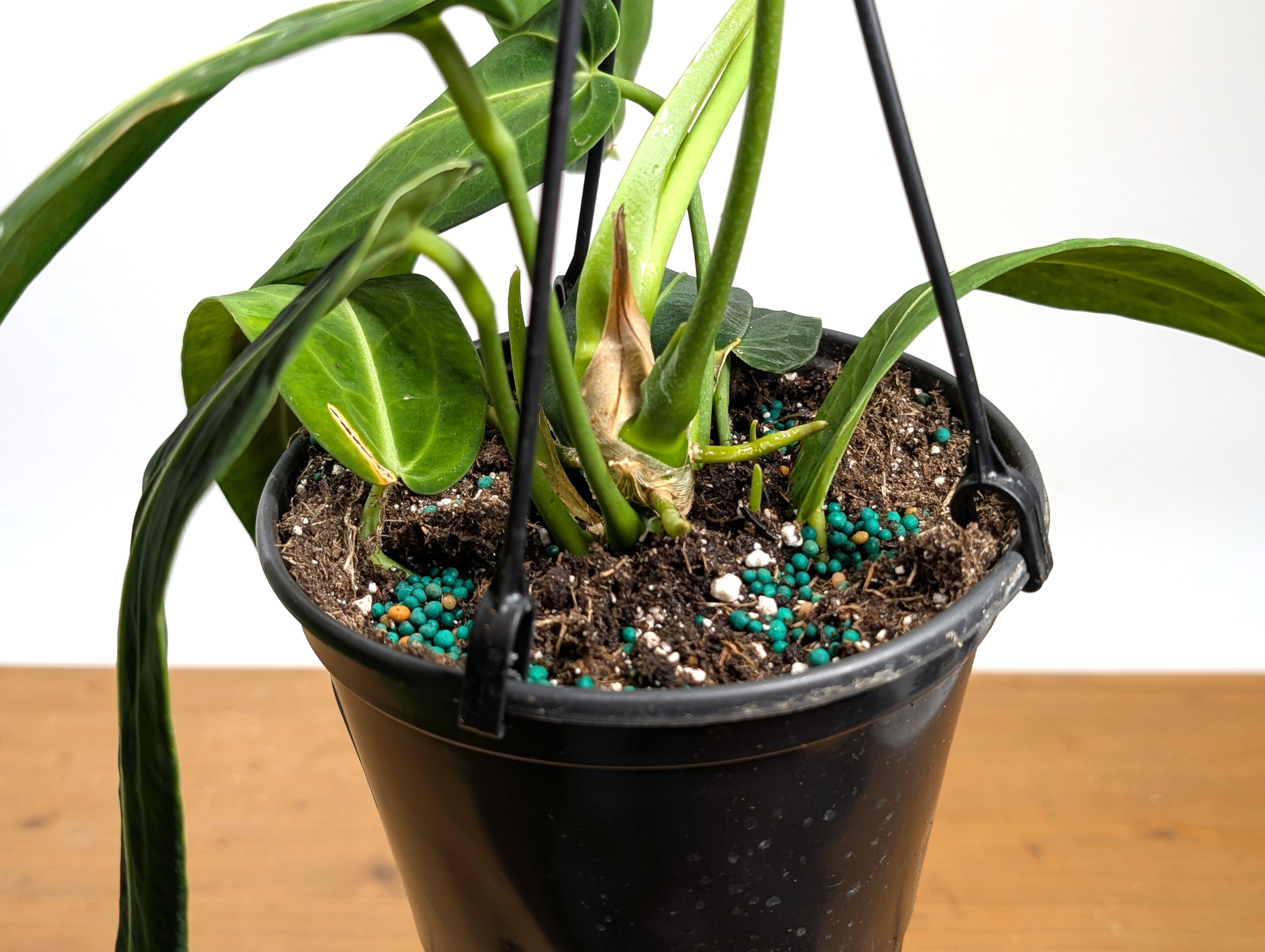 Exact Anthurium Warocqueanum Queen 6 inch pot - 12"+ Long Leaf