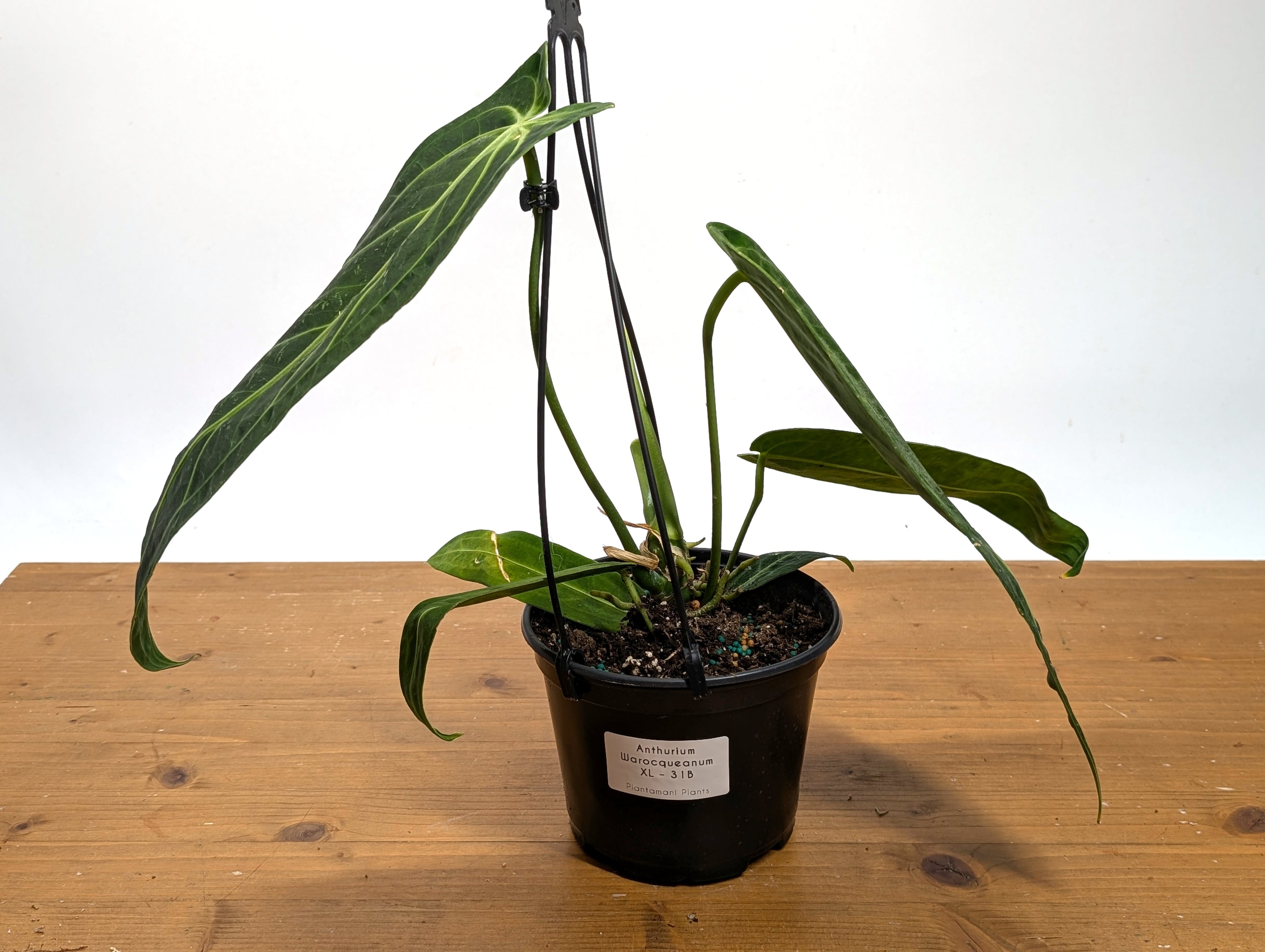 Exact Anthurium Warocqueanum Queen 6 inch pot - 12"+ Long Leaf