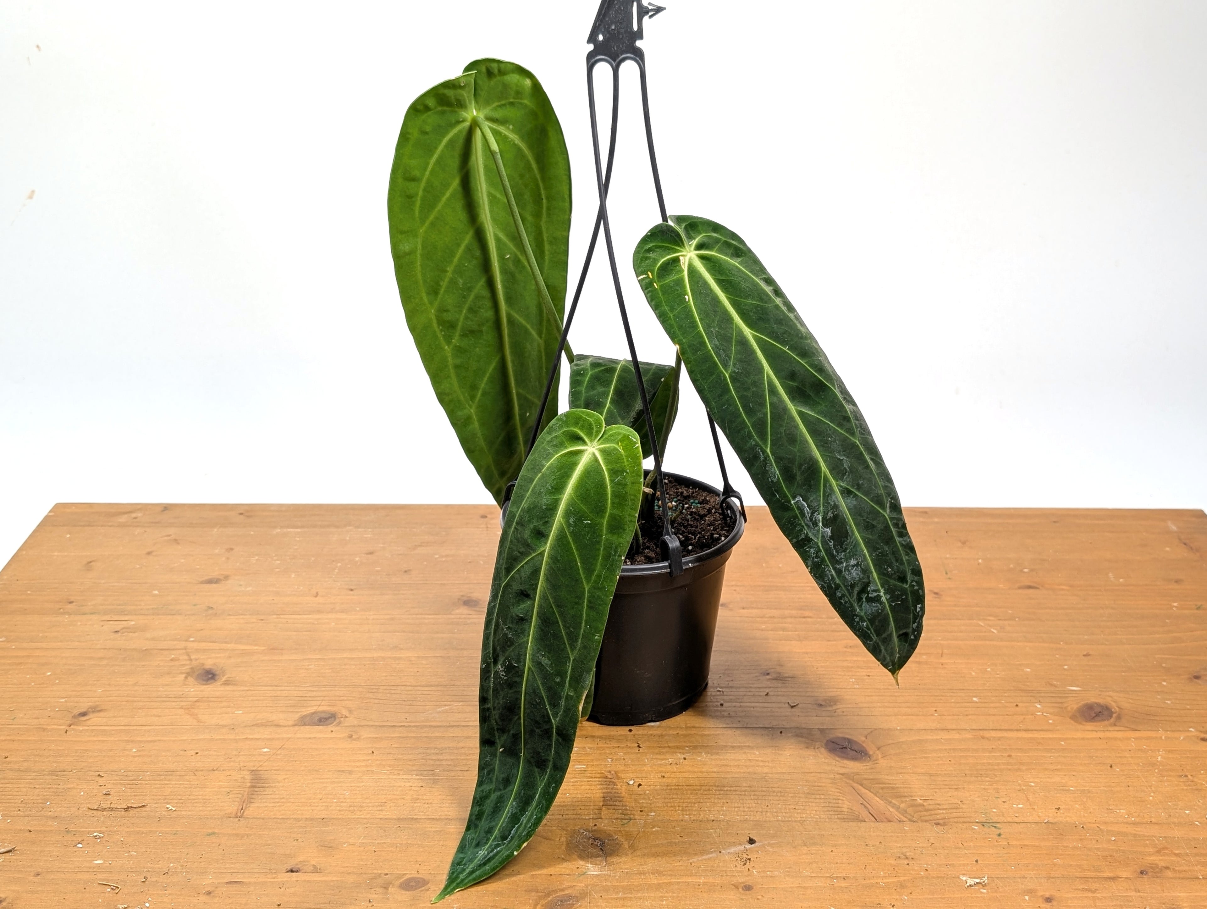 Exact Anthurium Warocqueanum Queen 6 inch pot - 12"+ Long Leaf