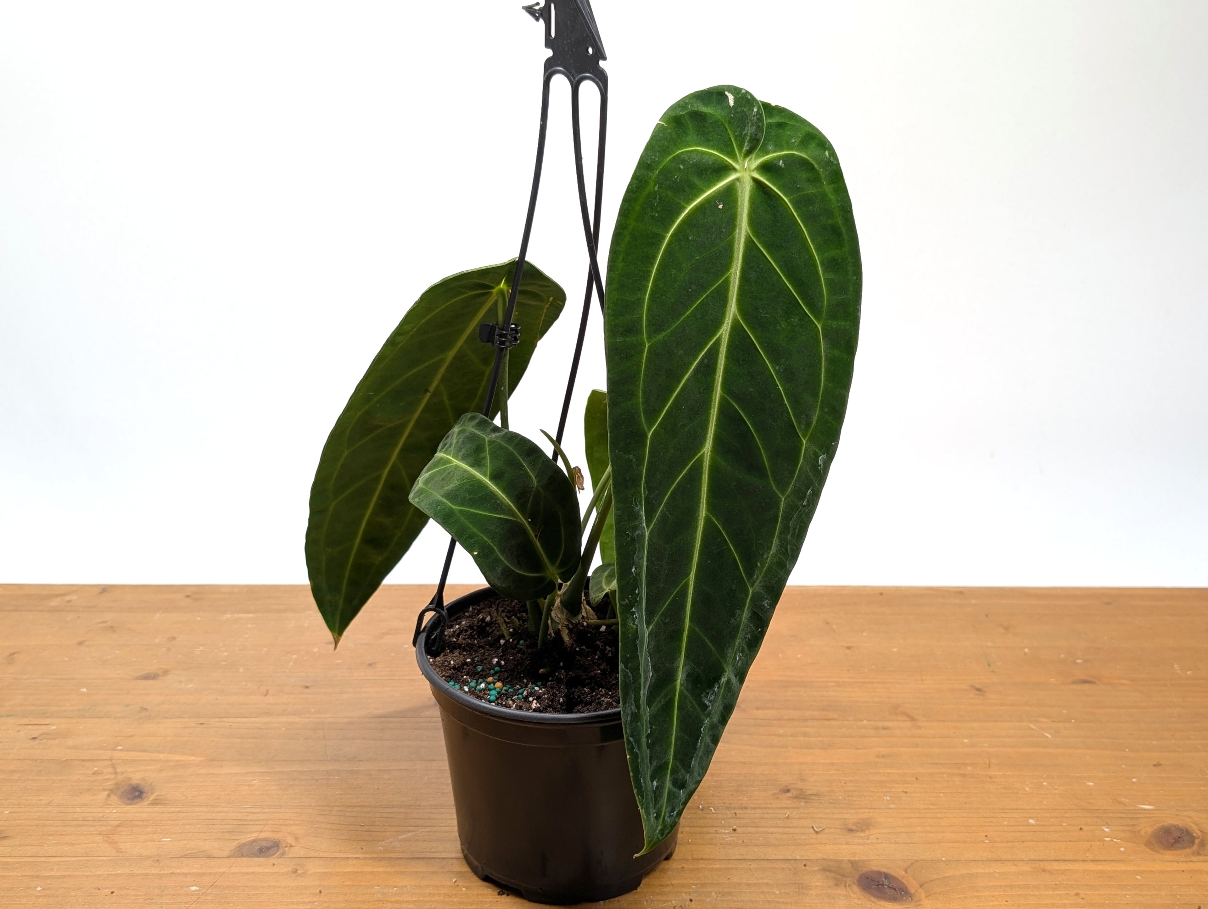 Exact Anthurium Warocqueanum Queen 6 inch pot - 12"+ Long Leaf