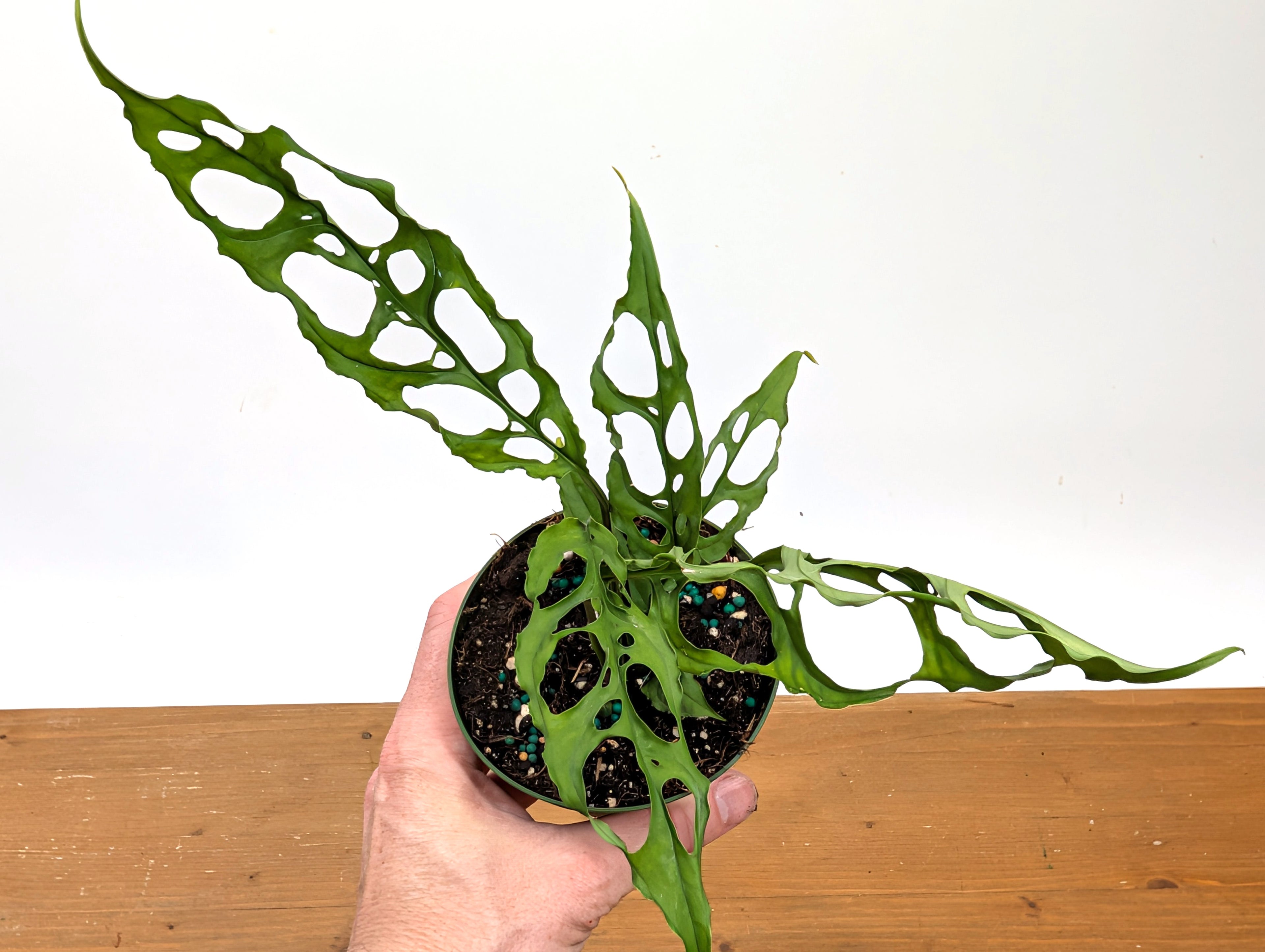 Monstera Obliqua Peru