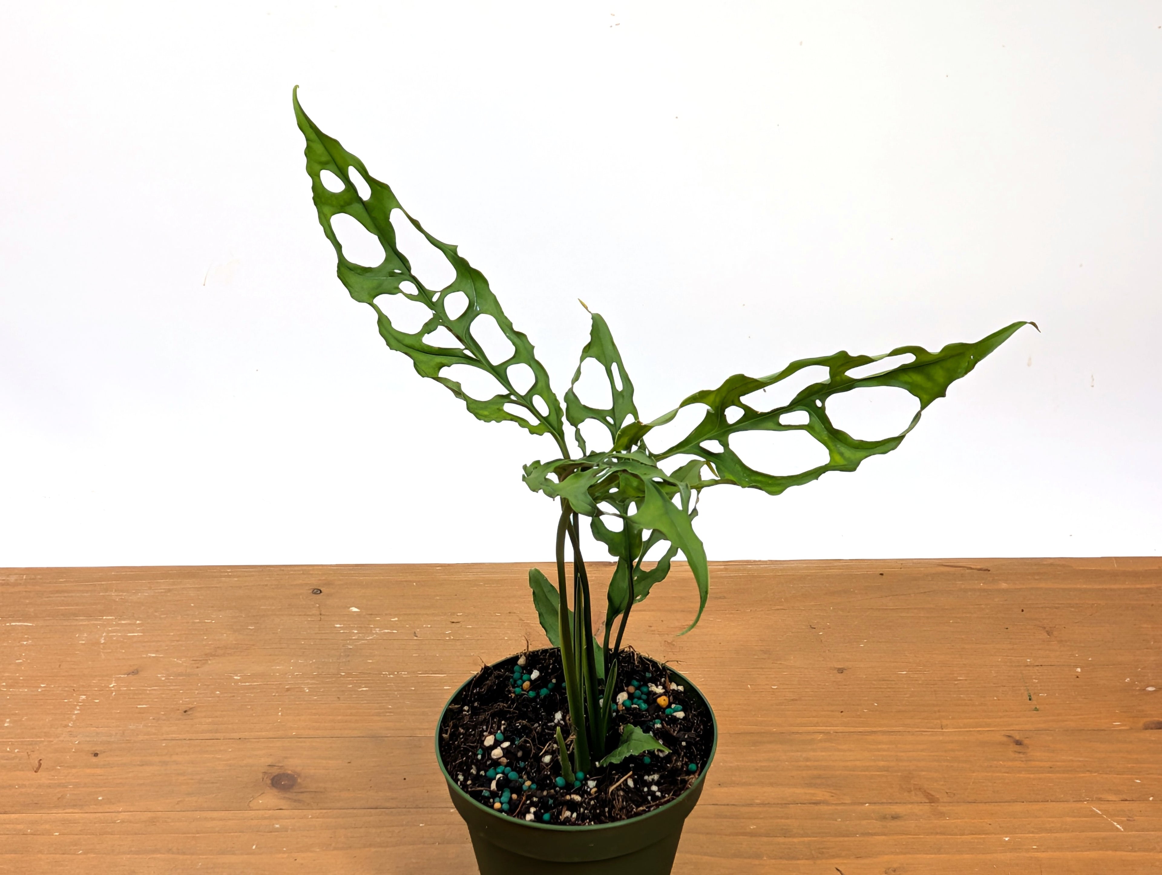 Monstera Obliqua Peru