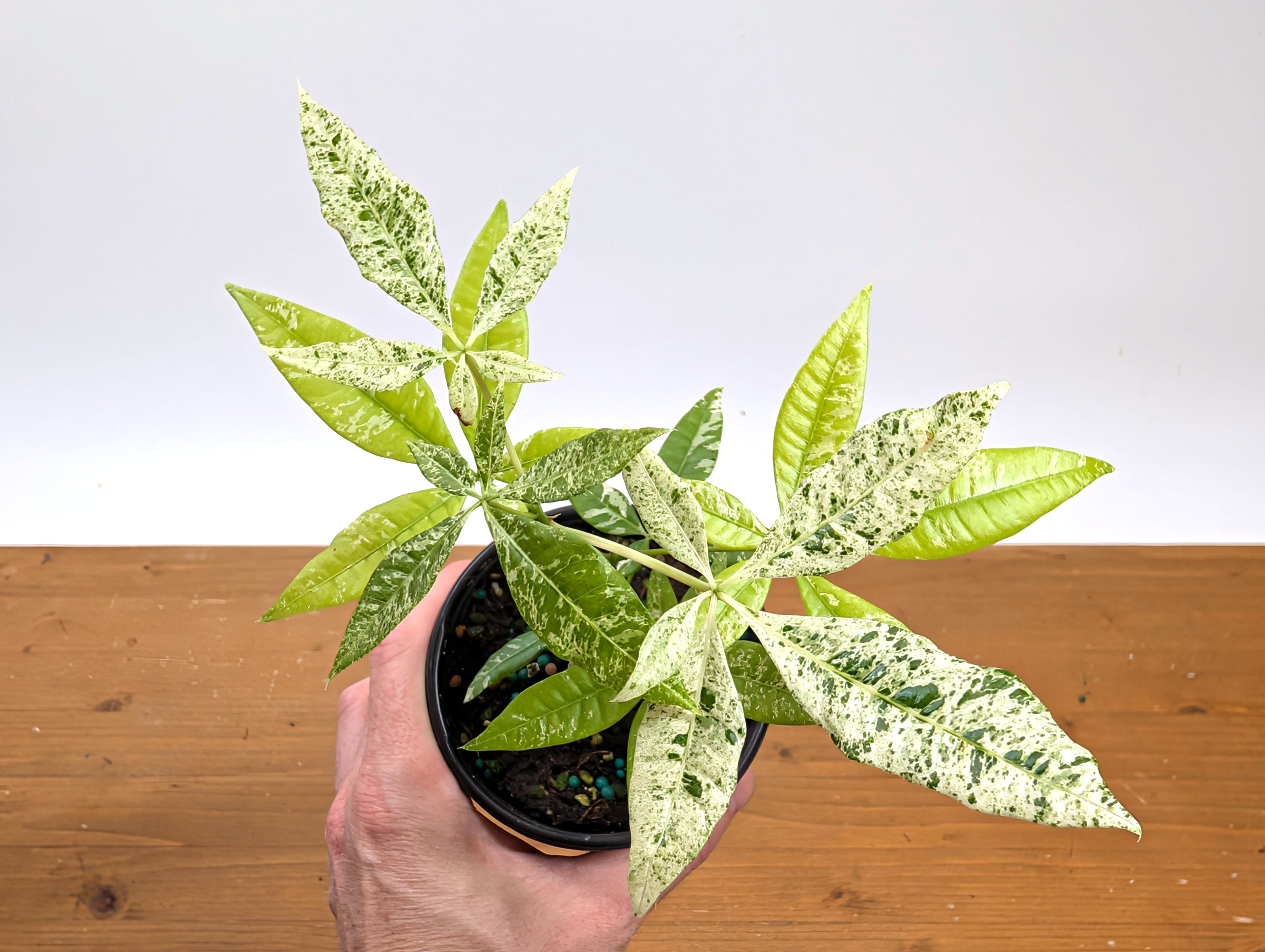 Variegated Money Tree (Pachira) Albo