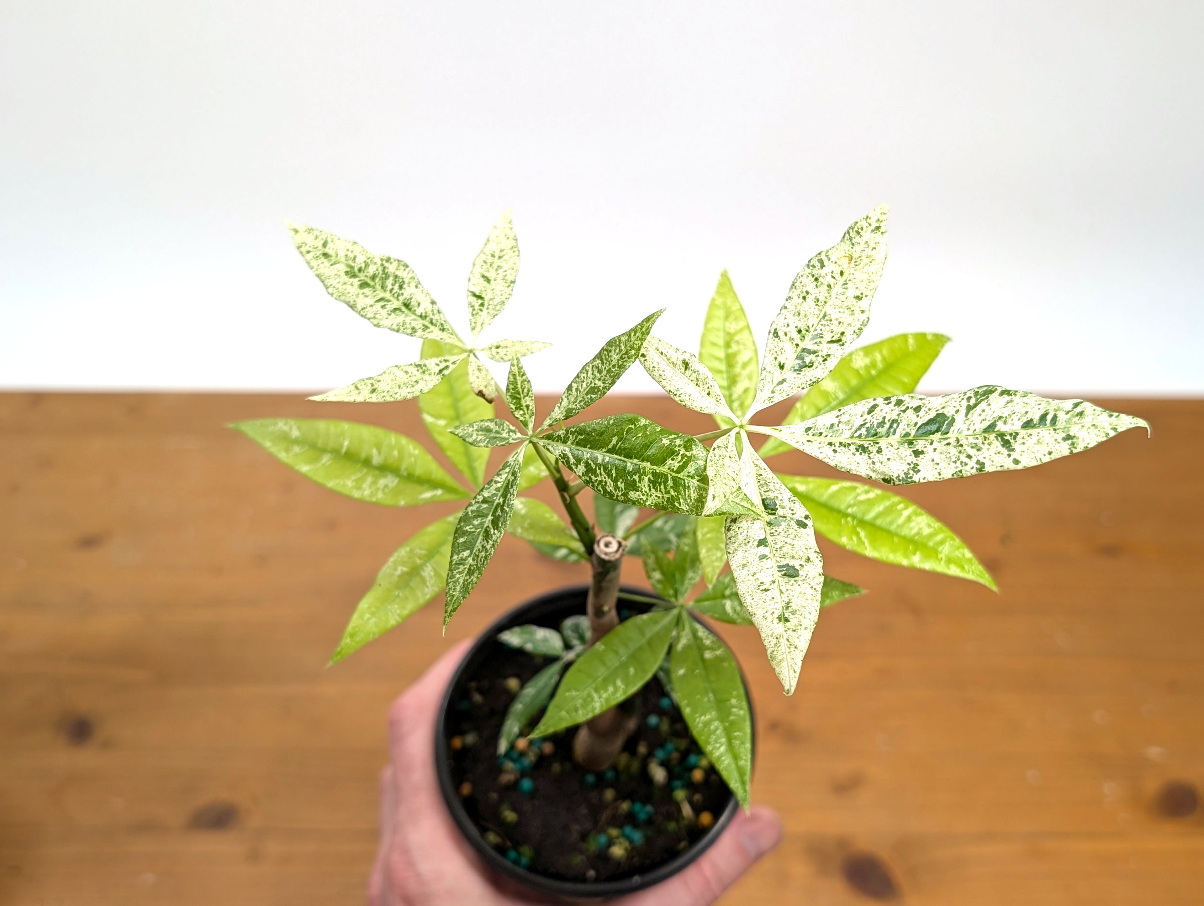 Variegated Money Tree (Pachira) Albo