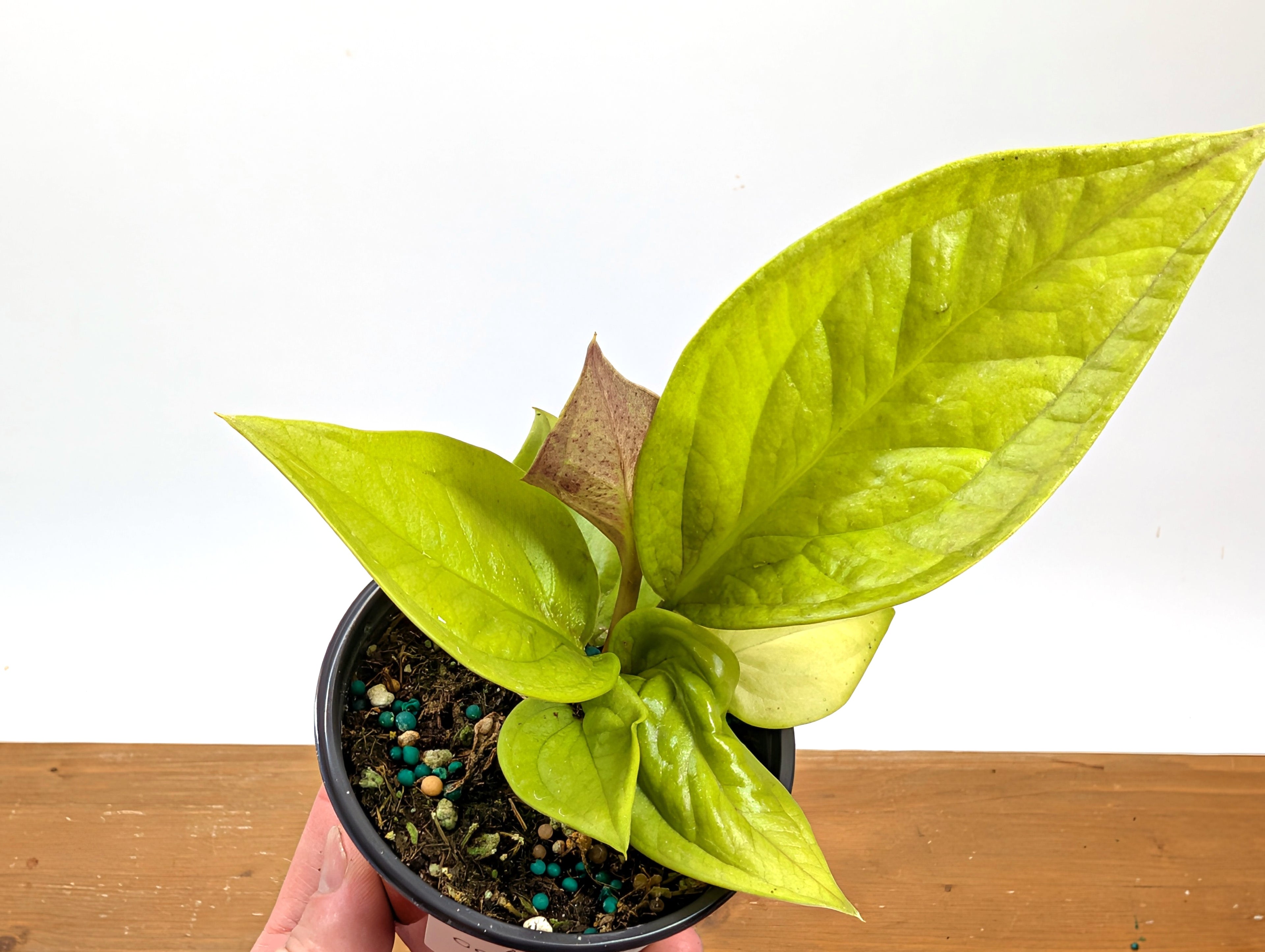 Anthurium Golden Jenmanii